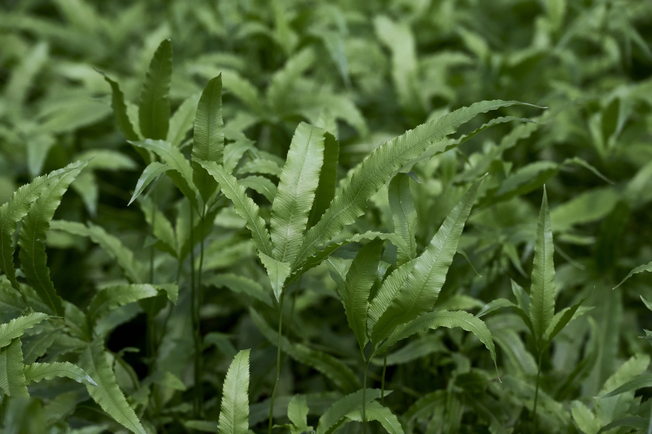 © Monrovia by Brandon Friend-Solis 