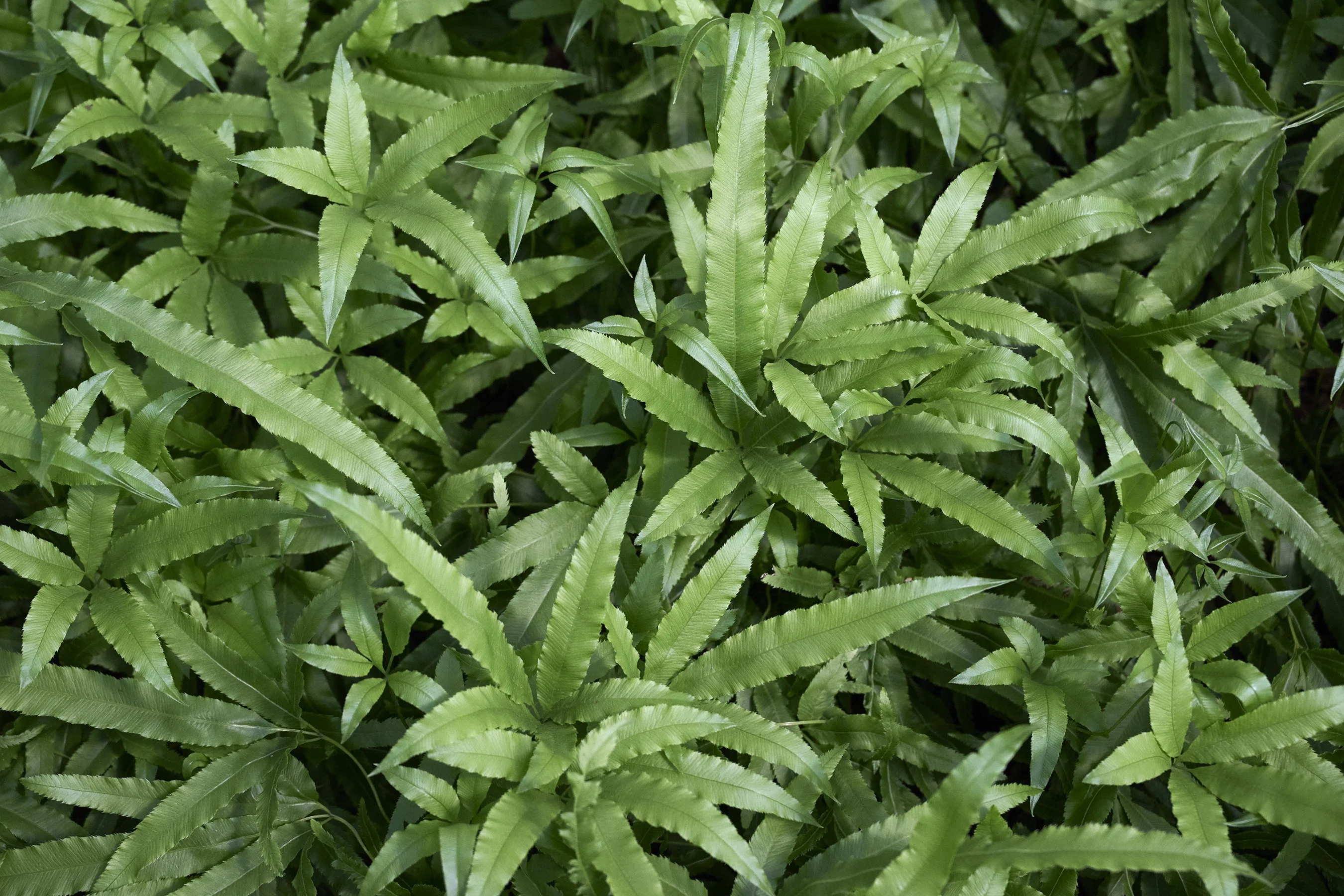 © Monrovia by Brandon Friend-Solis 