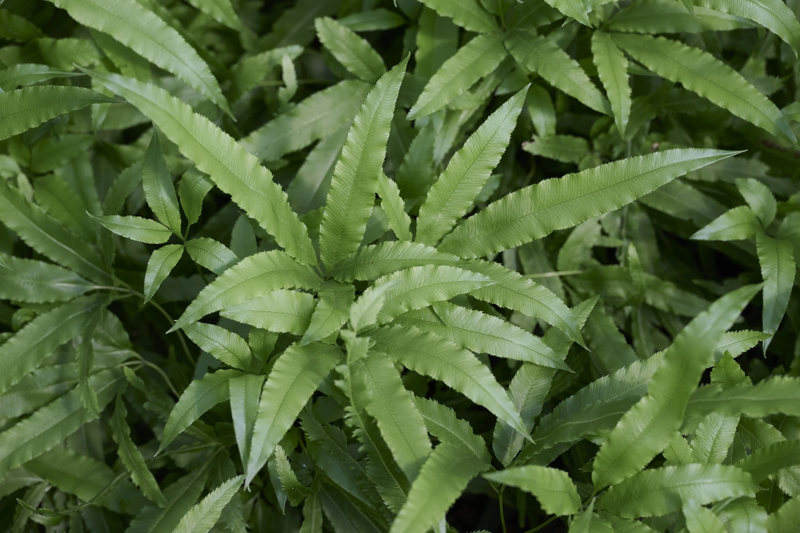 © Monrovia by Brandon Friend-Solis 