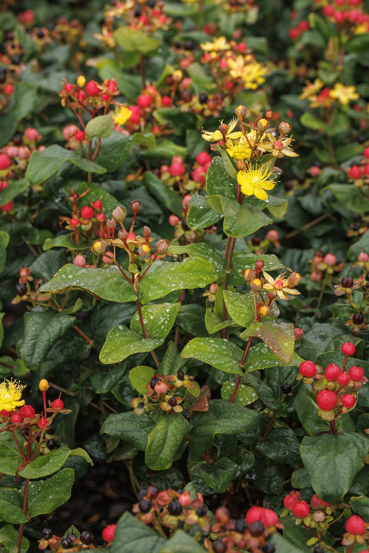 © Monrovia by Doreen Wynja