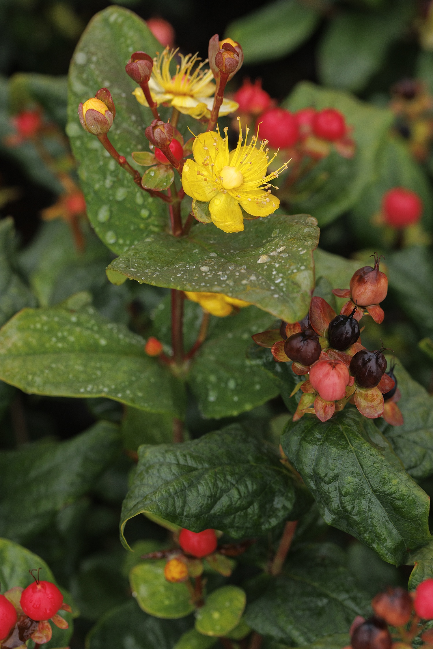 FloralBerry® Rosé St. John's Wort, Hypericum x inodorum 'KOLROS' PPAF