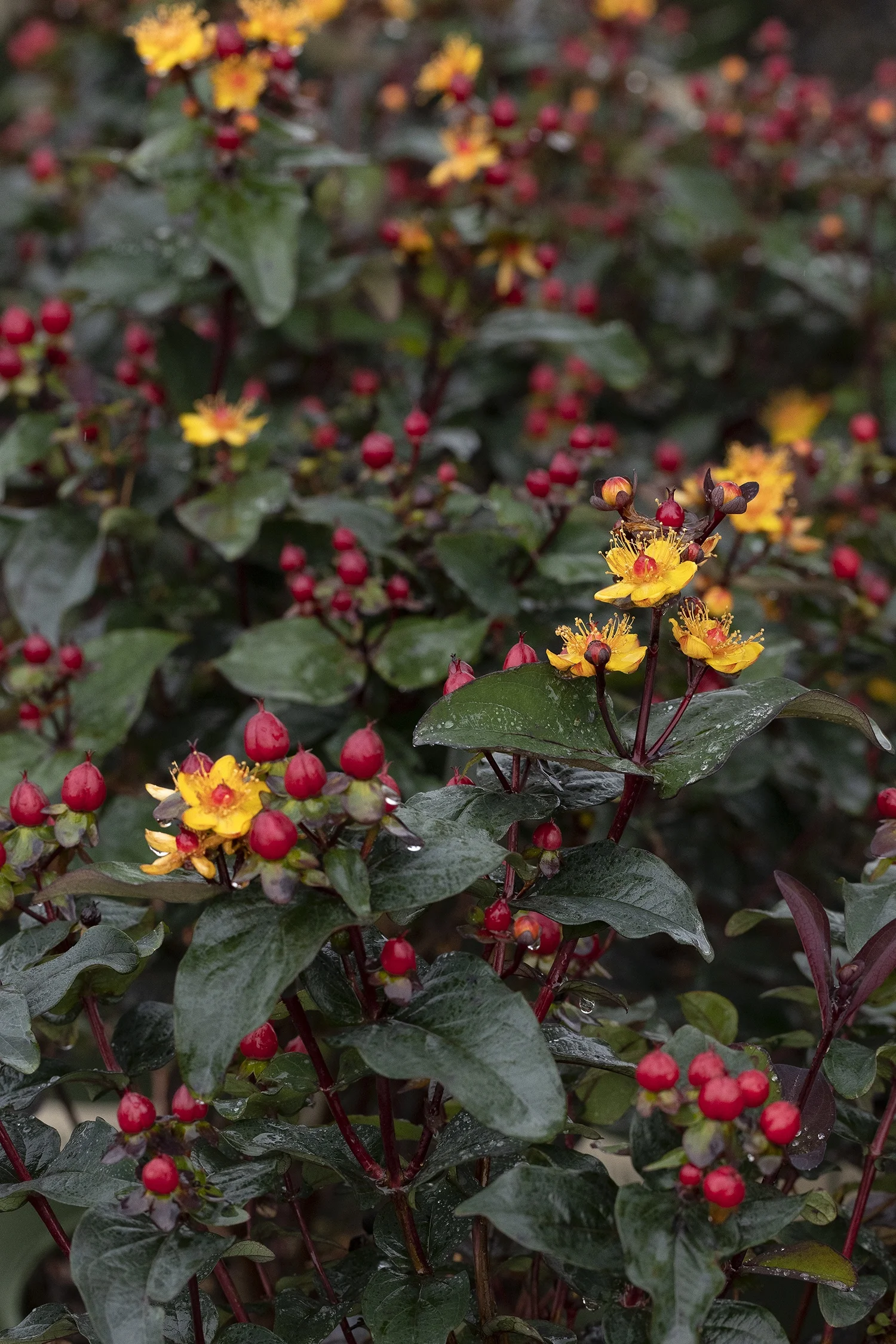 © Monrovia by Doreen Wynja