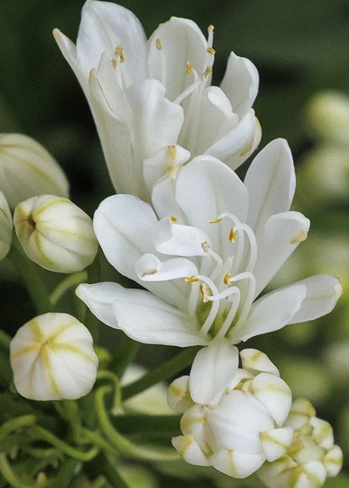 ©Monrovia, by Doreen Wynja