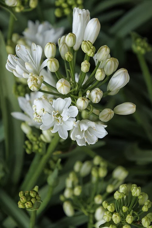 ©Monrovia, by Doreen Wynja