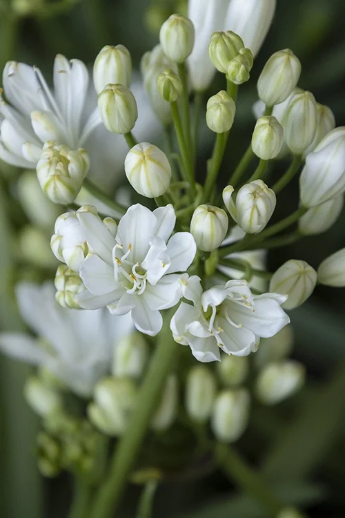 ©Monrovia, by Doreen Wynja