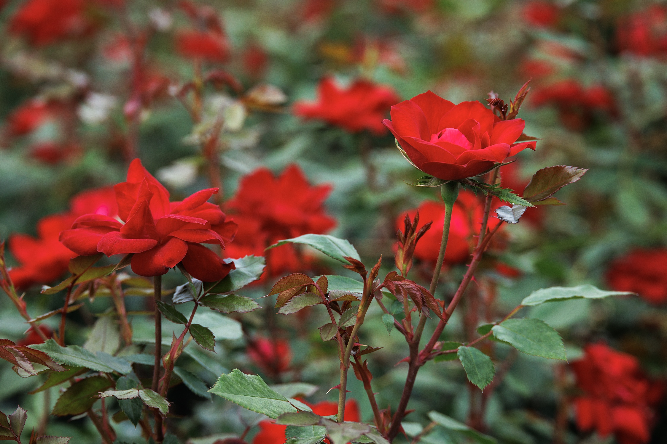 Nitty Gritty Red Rose, Rosa x 'RUIRI0023A' PP #33,585, Monrovia Plant