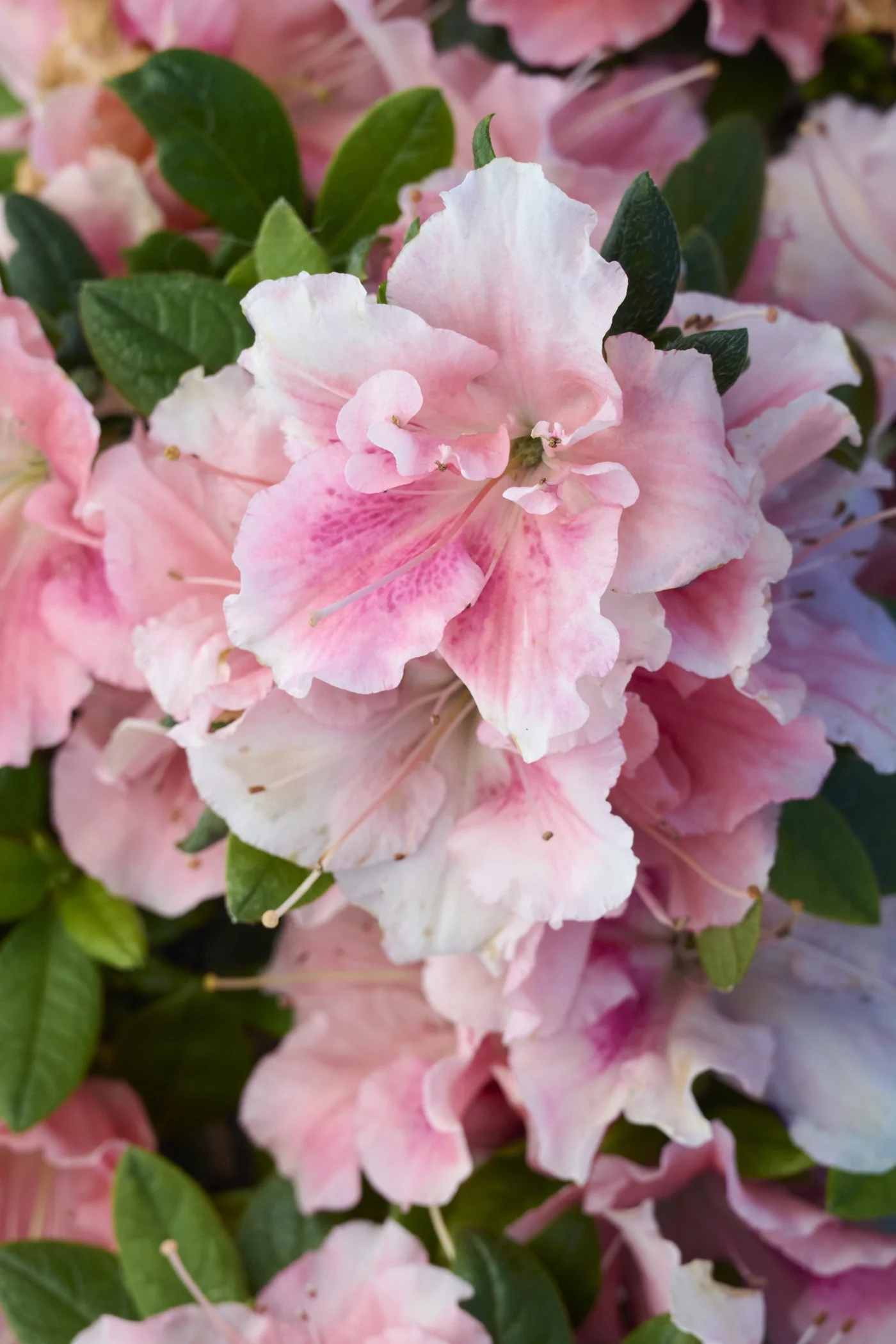 Double Shot® Guava Azalea, Rhododendron 'RLH1-12P0' PP #24,467