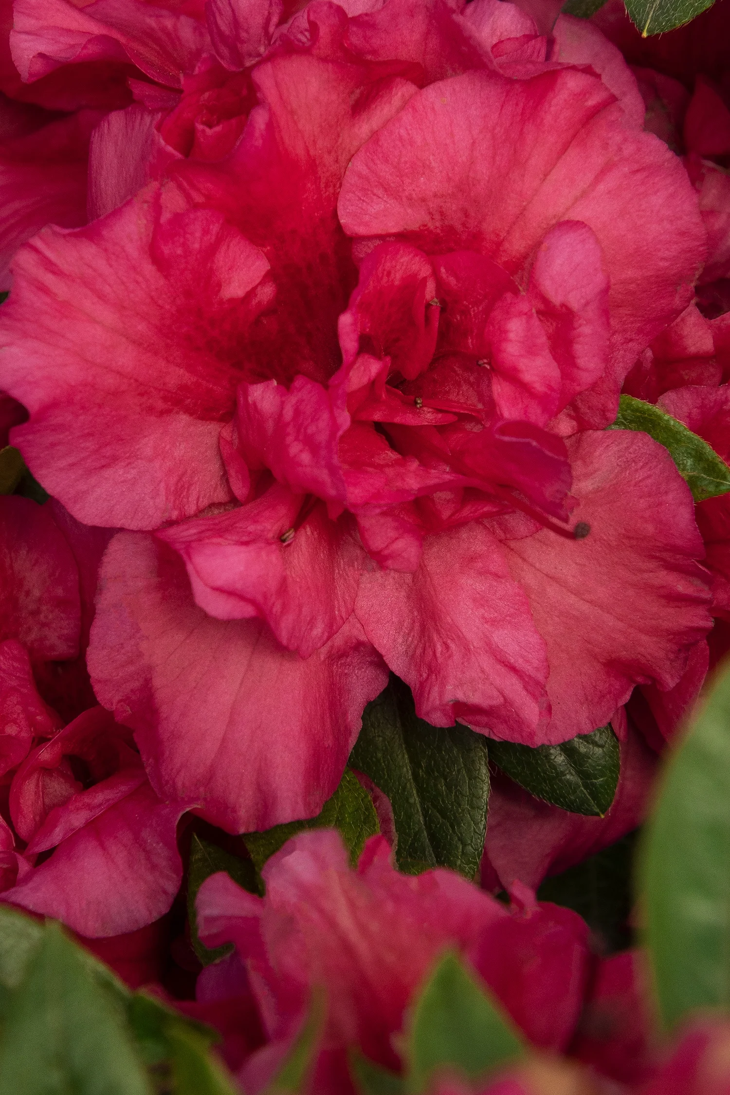 ©Monrovia by Doreen Wynja