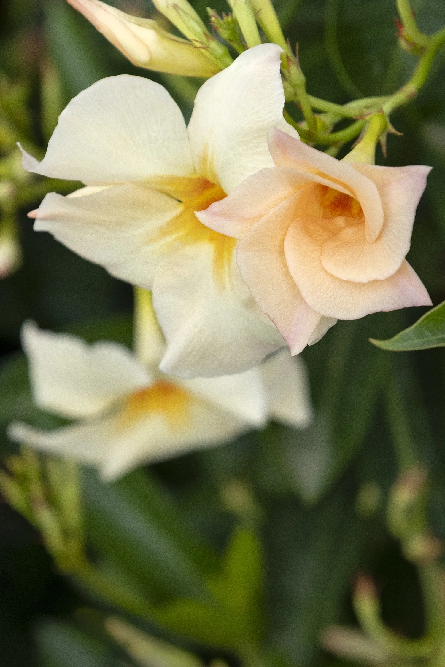 ©Monrovia by Doreen Wynja 