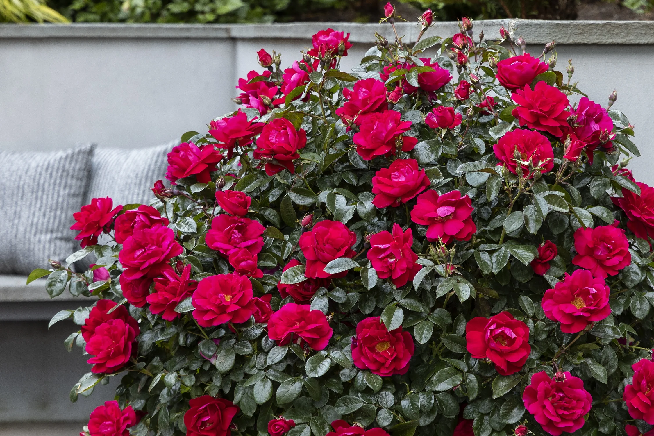 ©Monrovia by Doreen Wynja