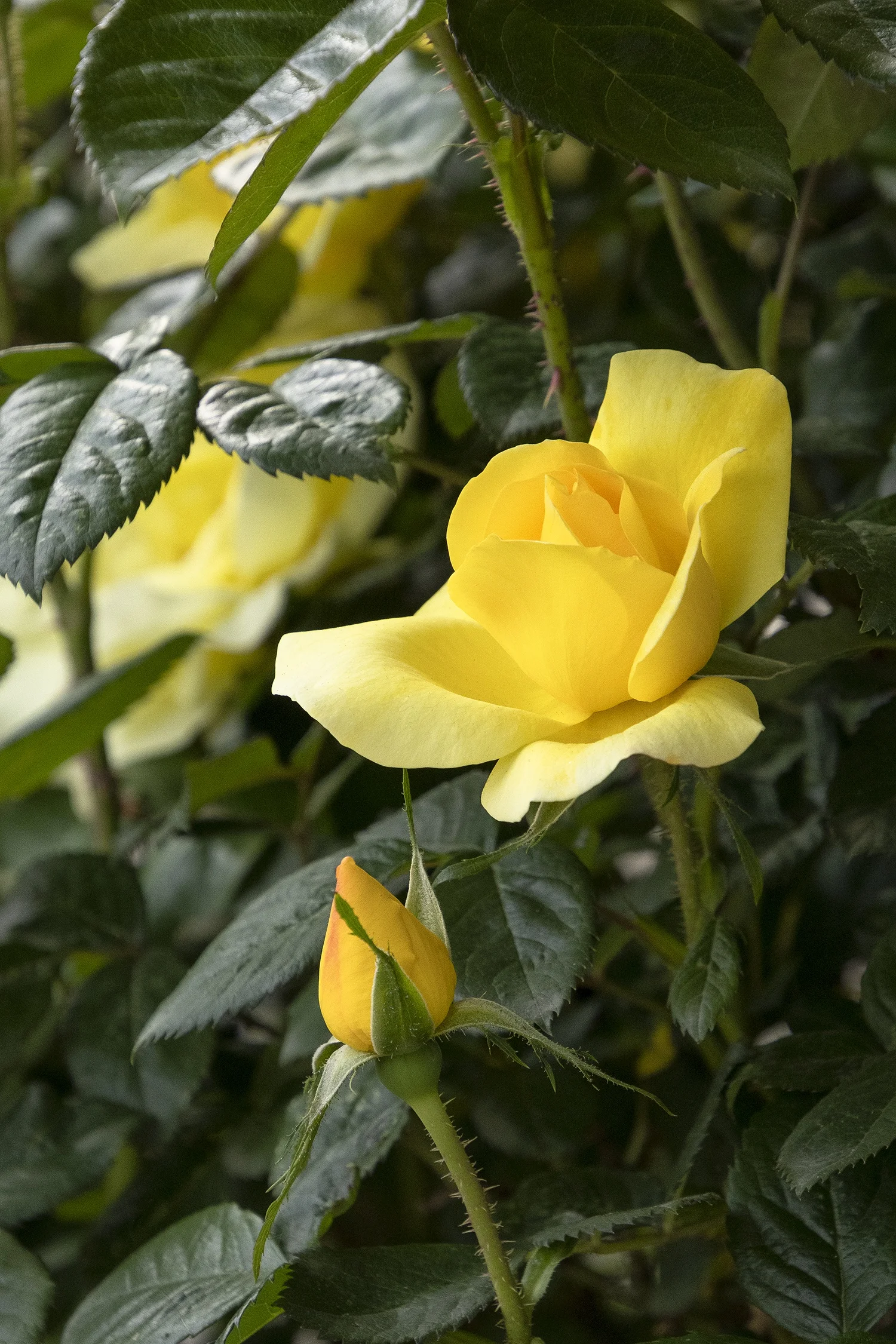 ©Monrovia by Doreen Wynja