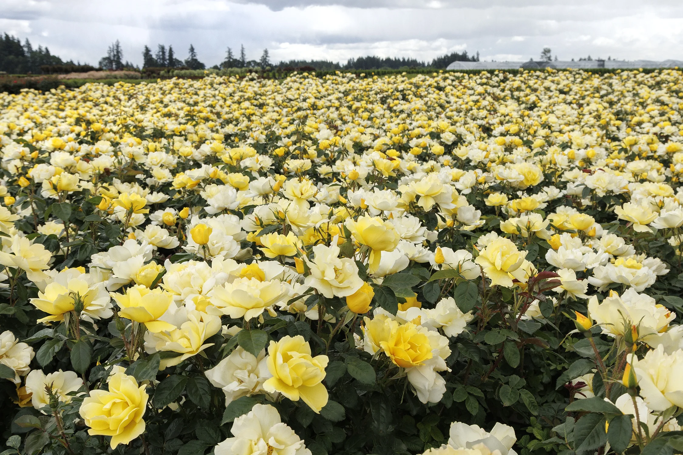 ©Monrovia by Doreen Wynja 