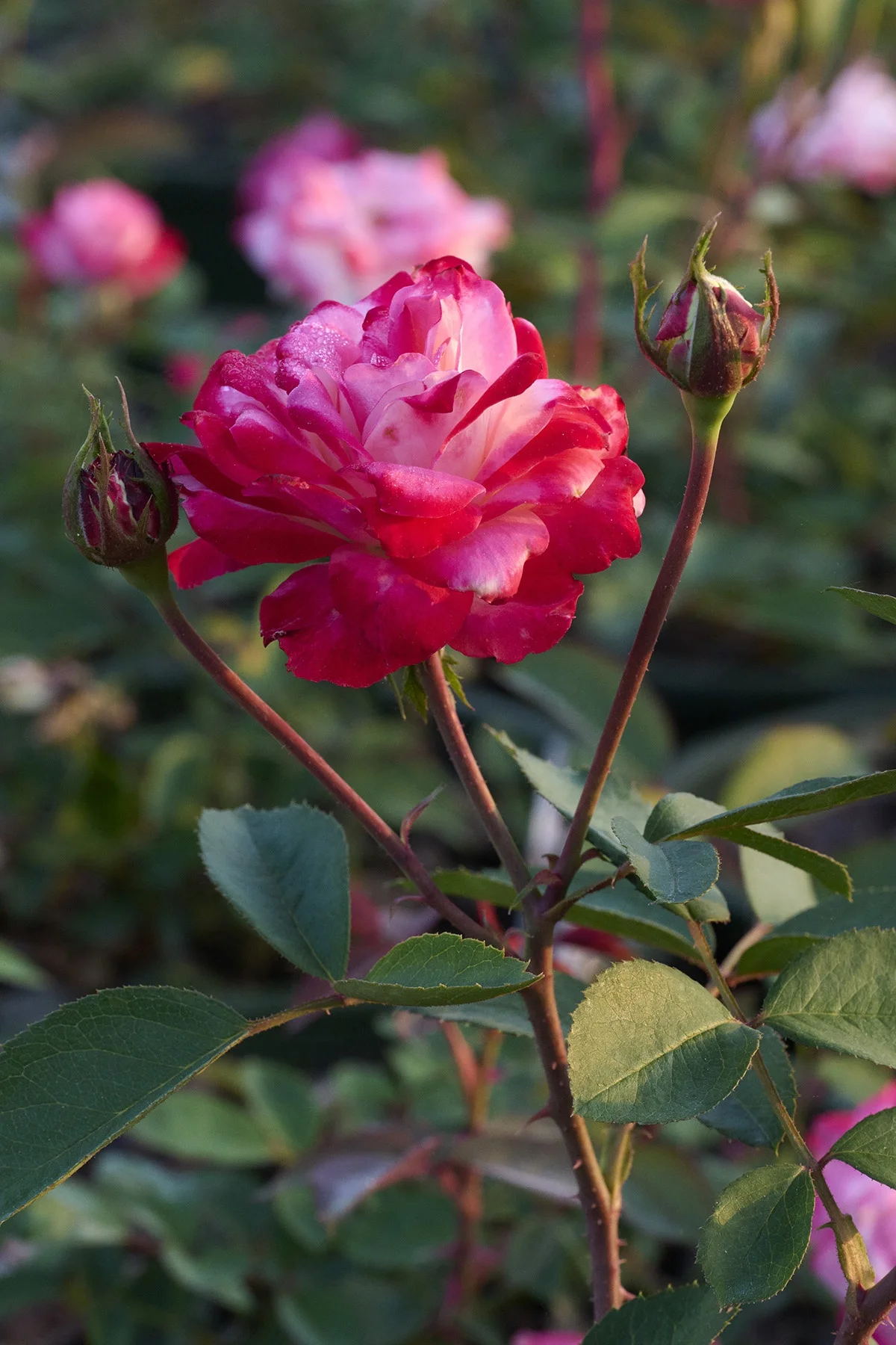 © Monrovia by Brandon Friend-Solis 