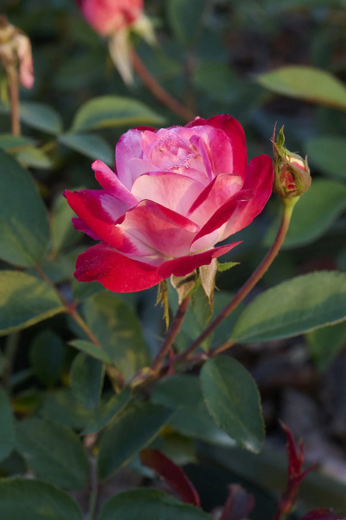 © Monrovia by Brandon Friend-Solis 
