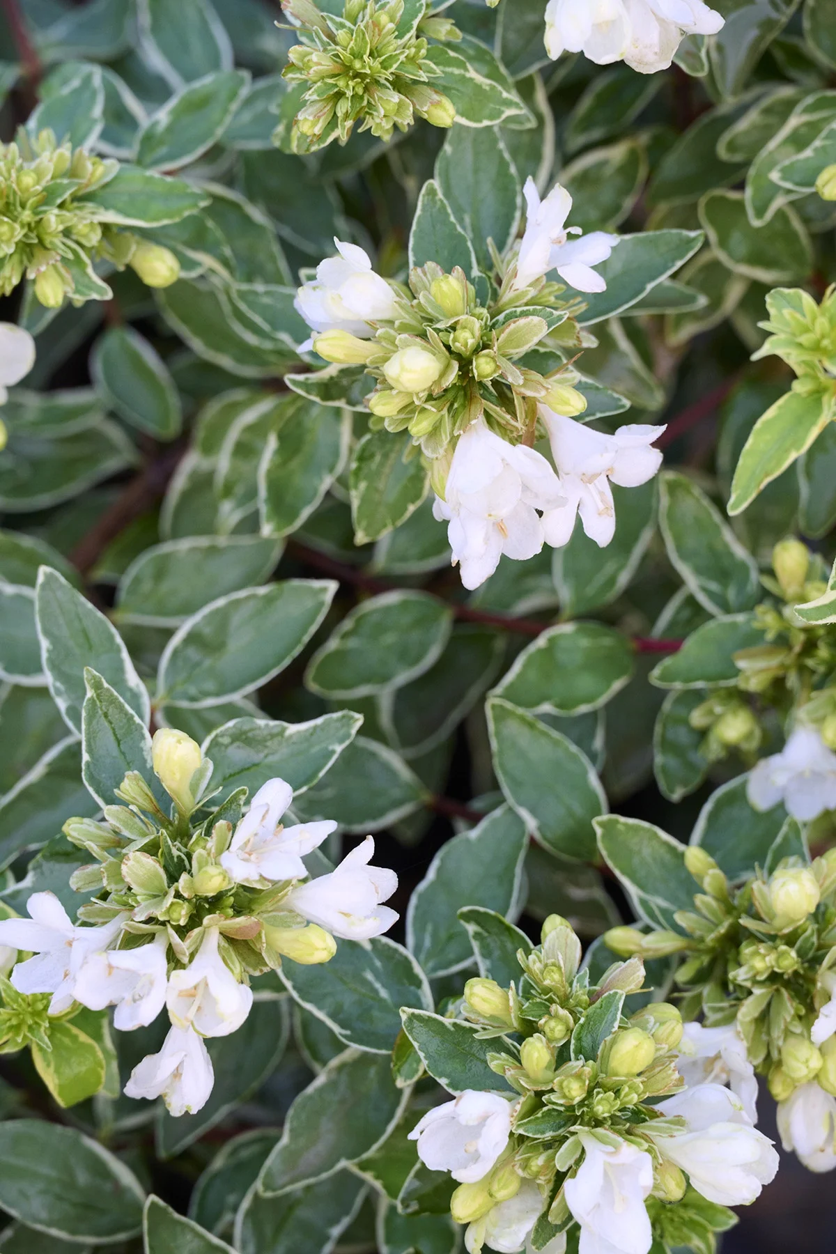 © Monrovia by Brandon Friend-Solis