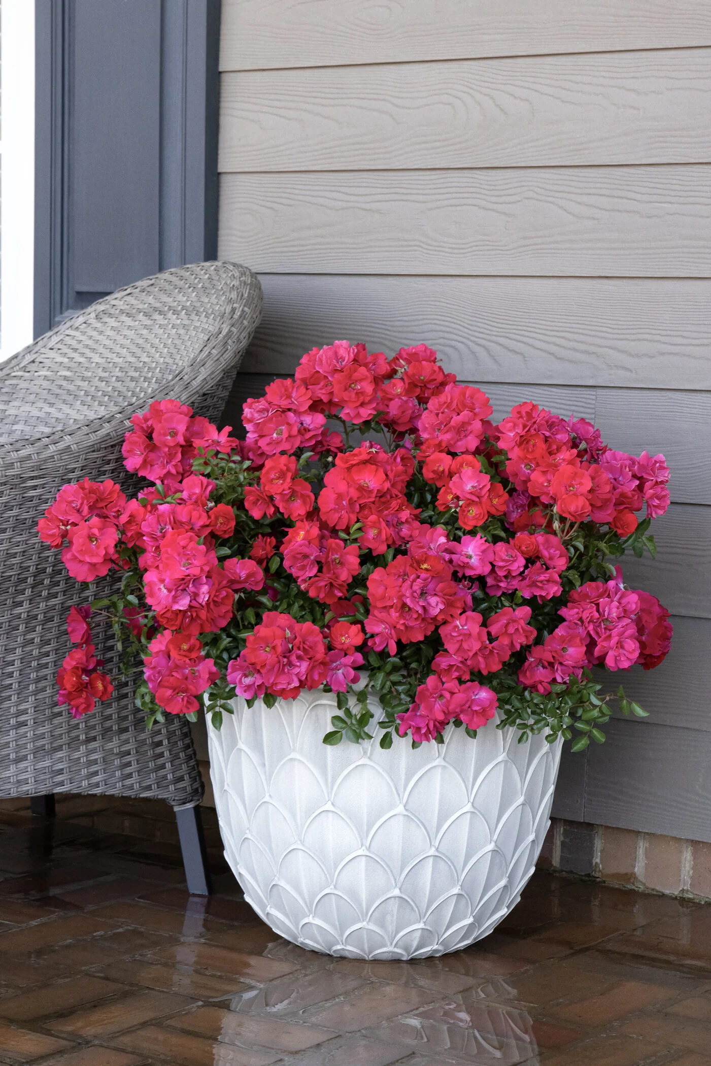 Nitty Gritty® Pink Rose, Rosa x 'RUIRI0125A' PP #33,135, Monrovia
