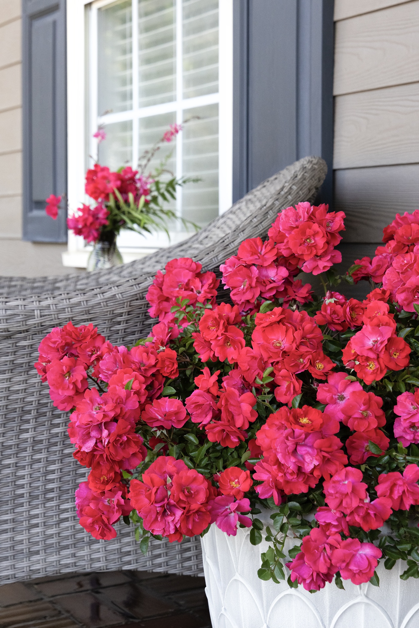 Nitty Gritty® Pink Rose, Rosa x 'RUIRI0125A' PP #33,135, Monrovia