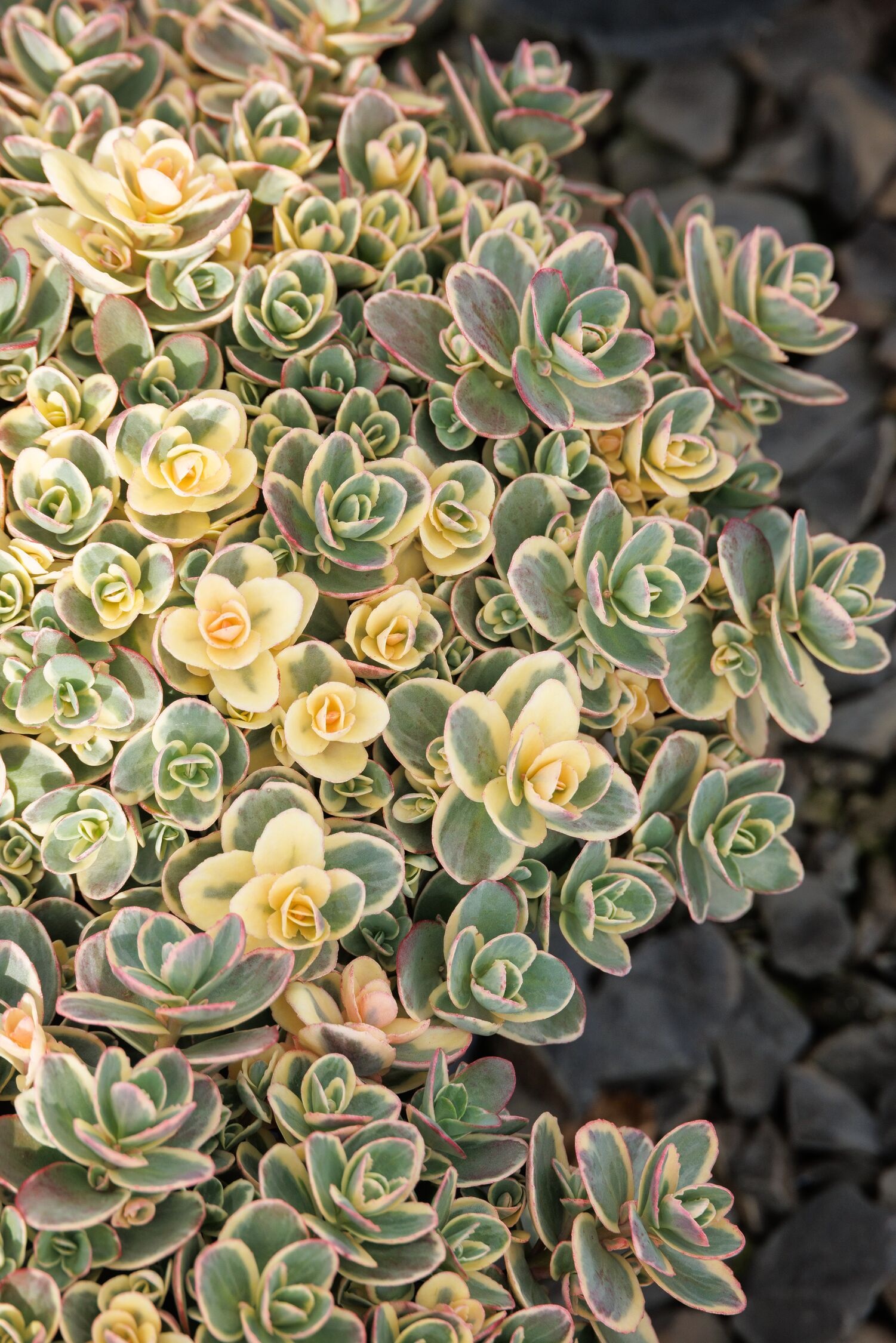 SunSparkler® Lime Twister Sedum, Sedum hybrid 'Lime Twister' PP