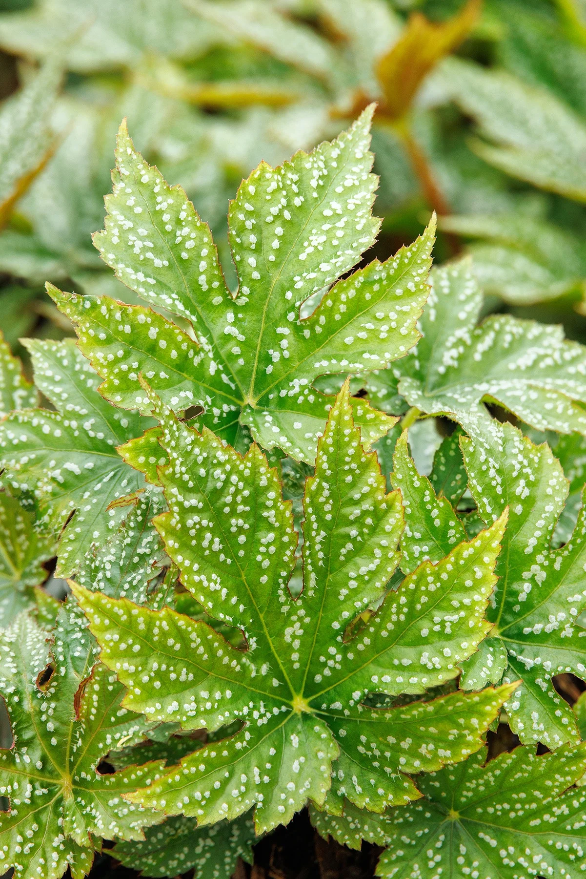 © Monrovia by Doreen Wynja