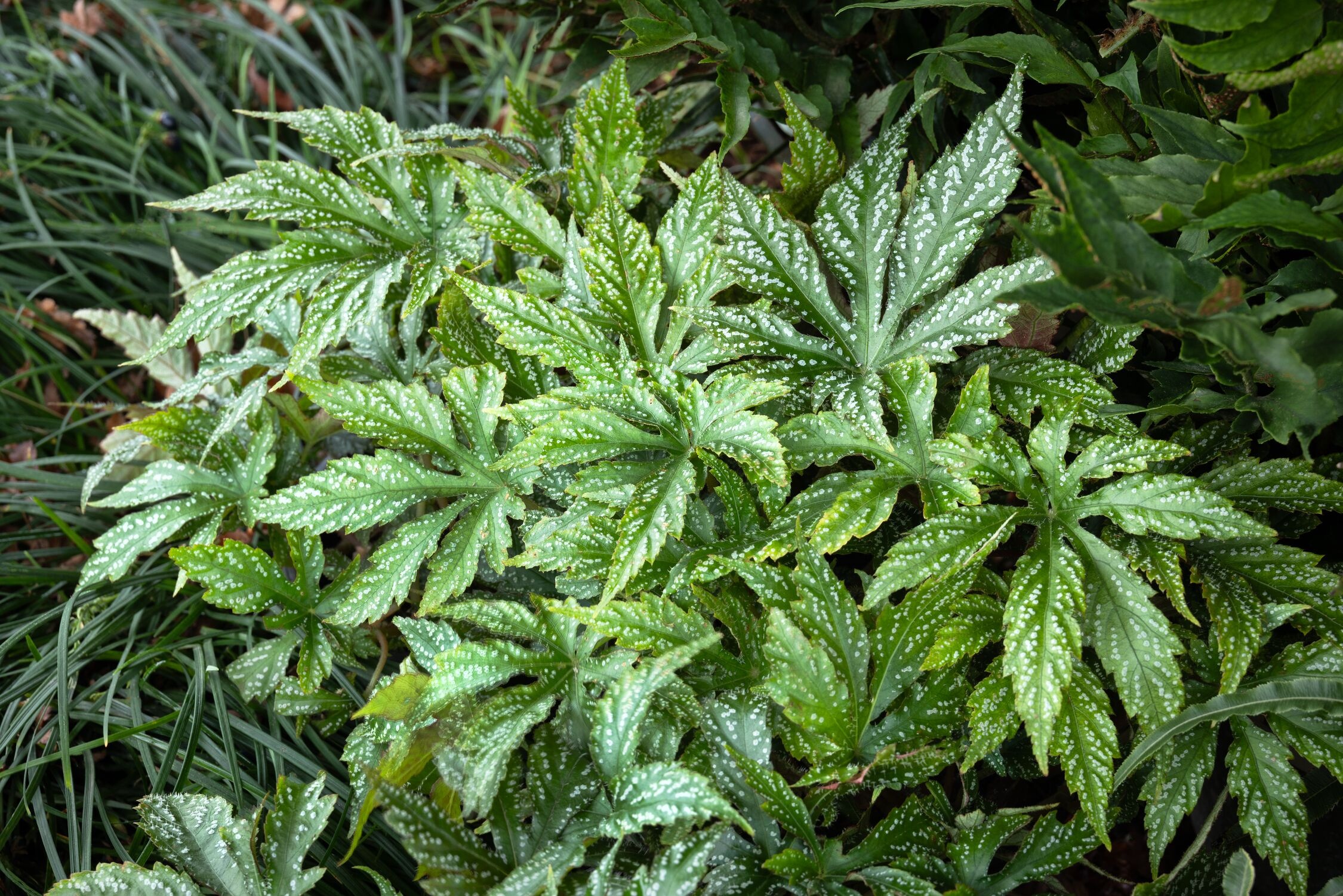 peculiarman　Begonia 3点コンパクト便発送 Begonia 'Cool Breeze Emerald' | TERRA NOVA® Nurseries, Inc.
