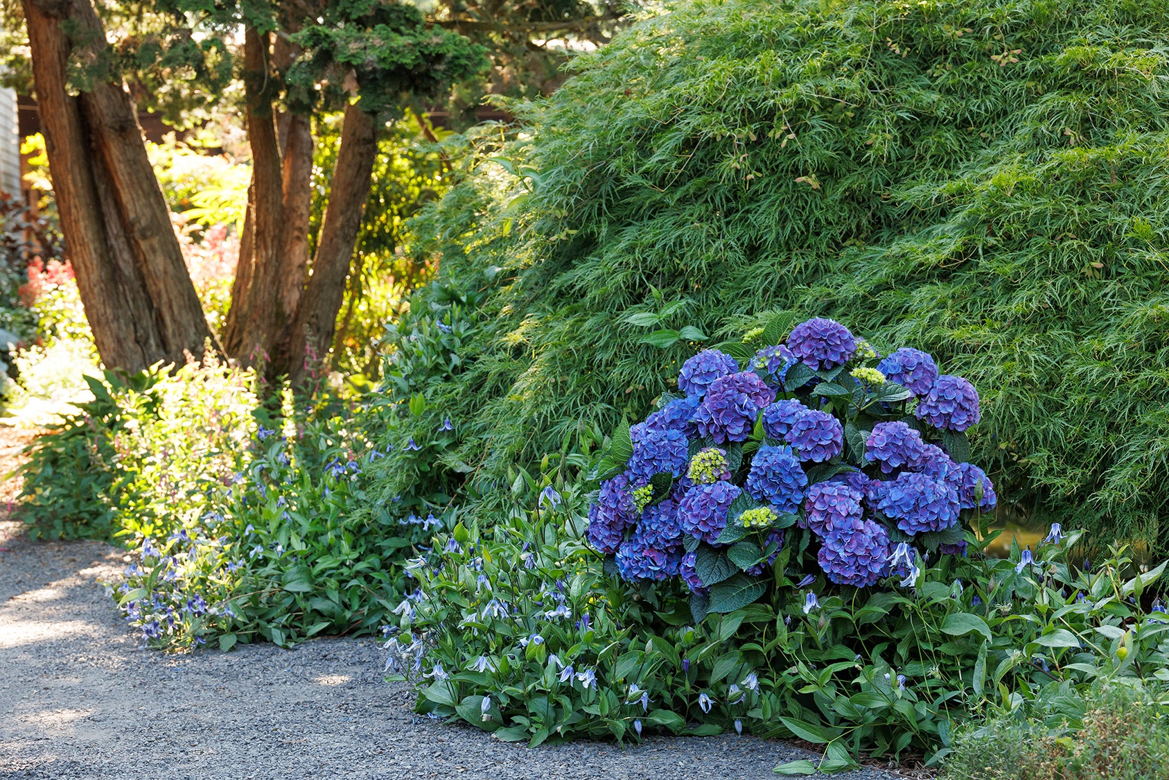 Seaside Serenade® Newport Hydrangea, Monrovia Plant