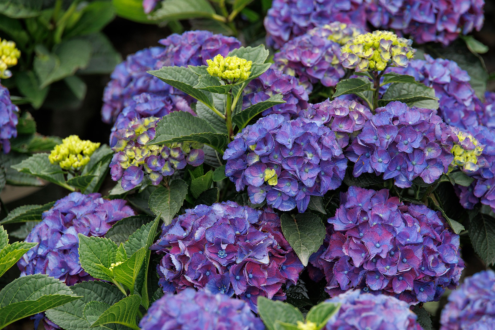 Seaside Serenade® Newport Hydrangea, Monrovia Plant