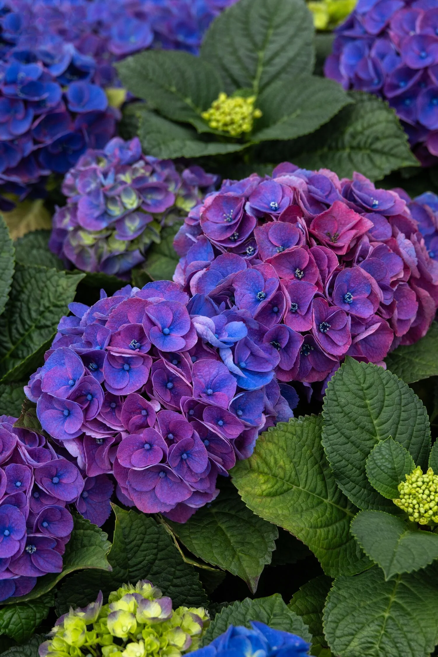 Seaside Serenade® Newport Hydrangea, Monrovia Plant