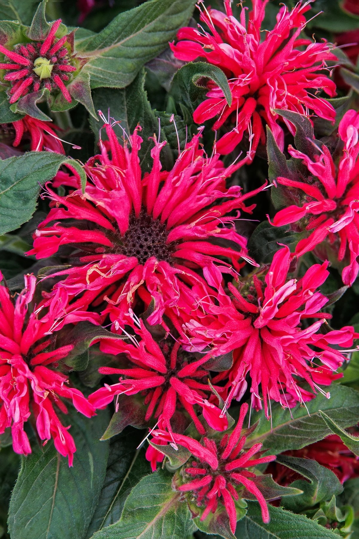 © Monrovia by Doreen Wynja