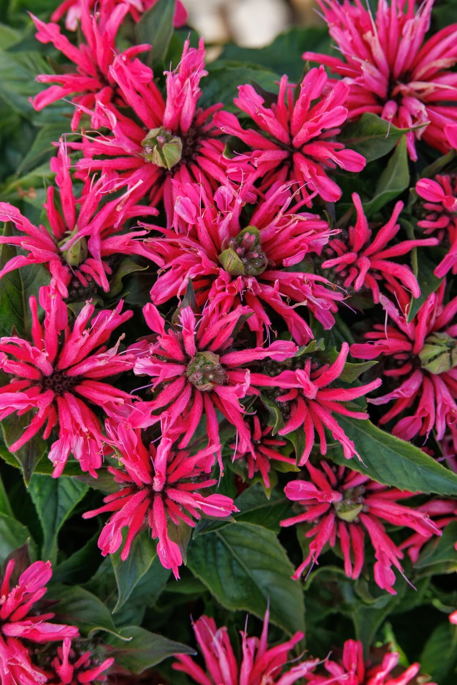 © Monrovia by Doreen Wynja