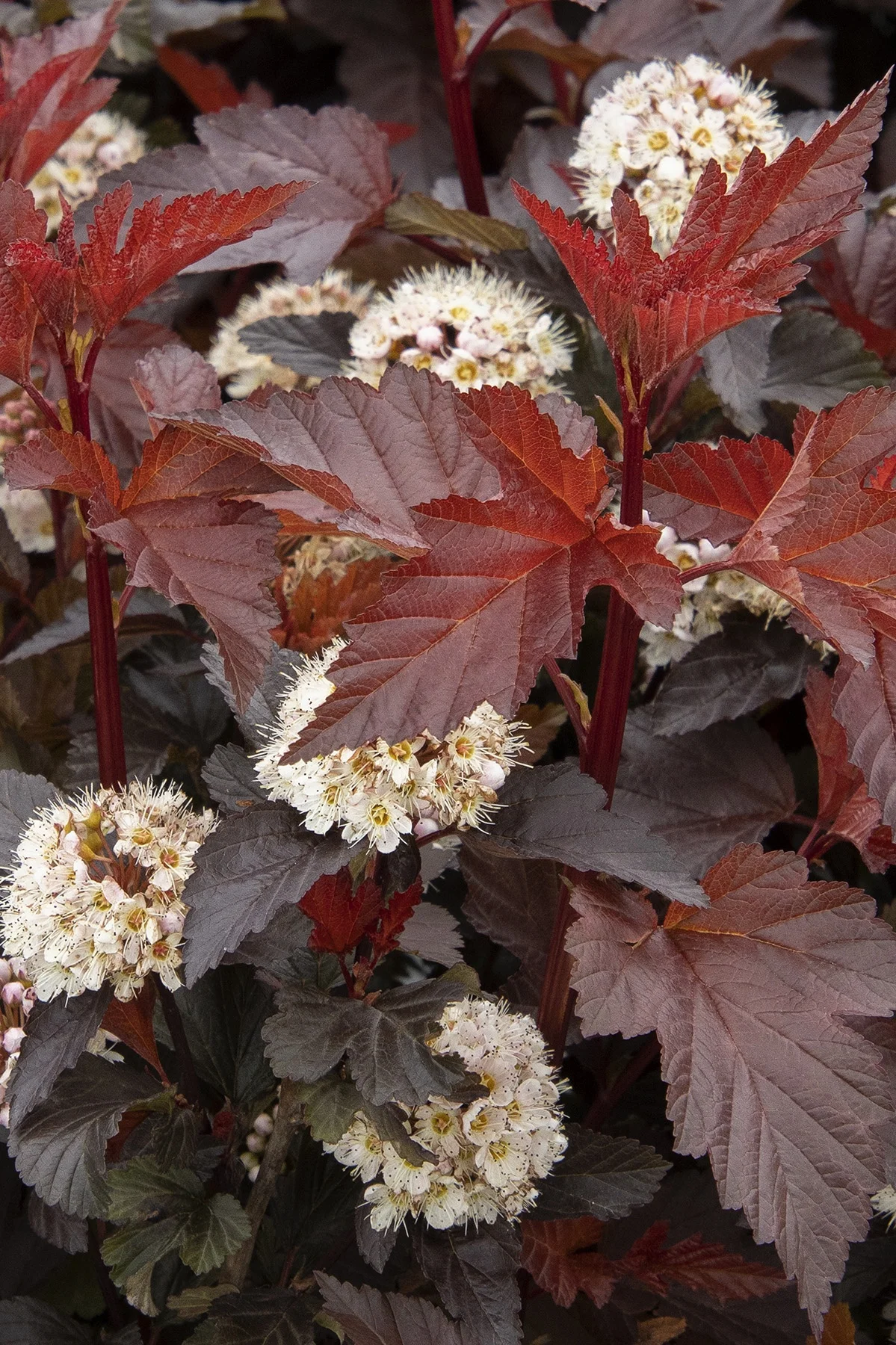 © Monrovia by Doreen Wynja