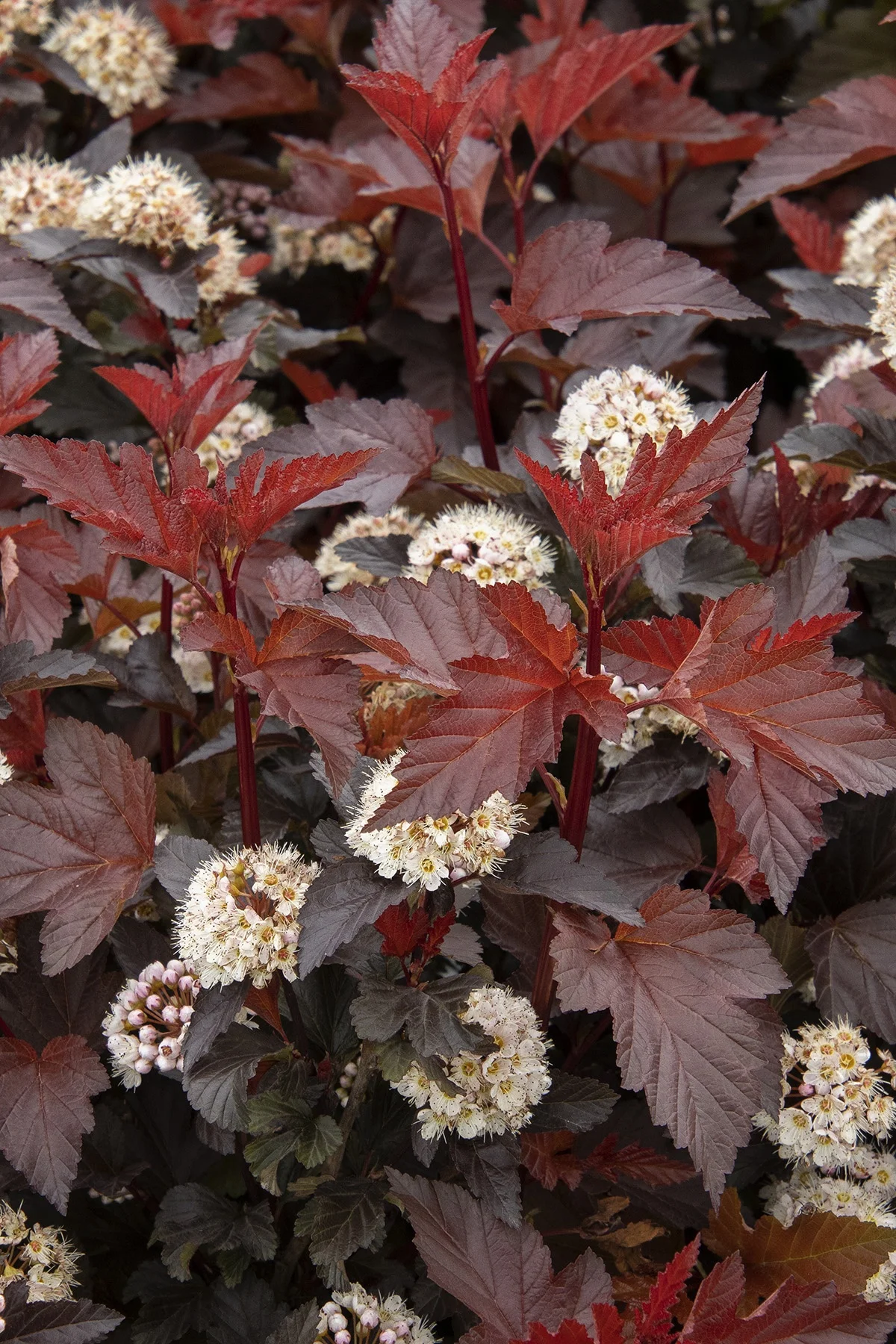 © Monrovia by Doreen Wynja