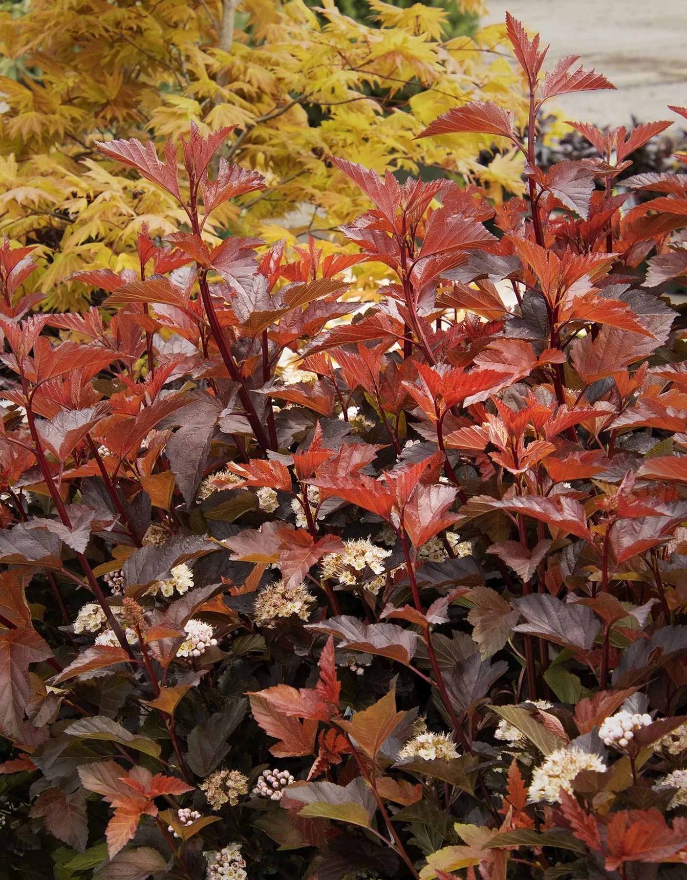 © Monrovia by Doreen Wynja