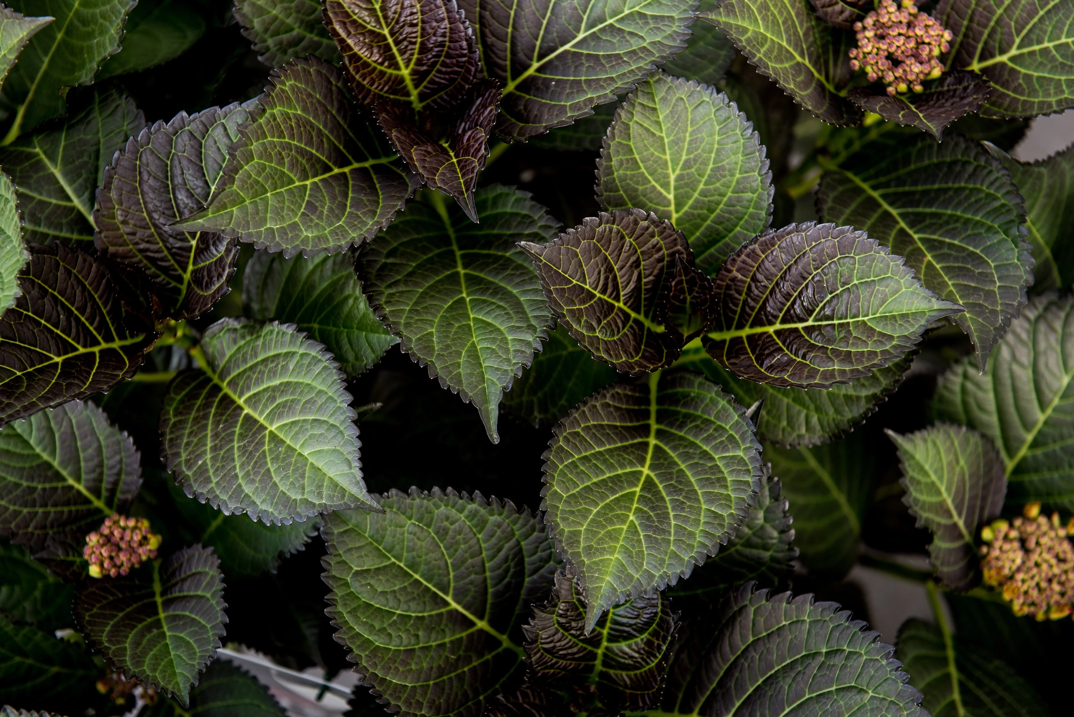 © Anthony Tesselaar