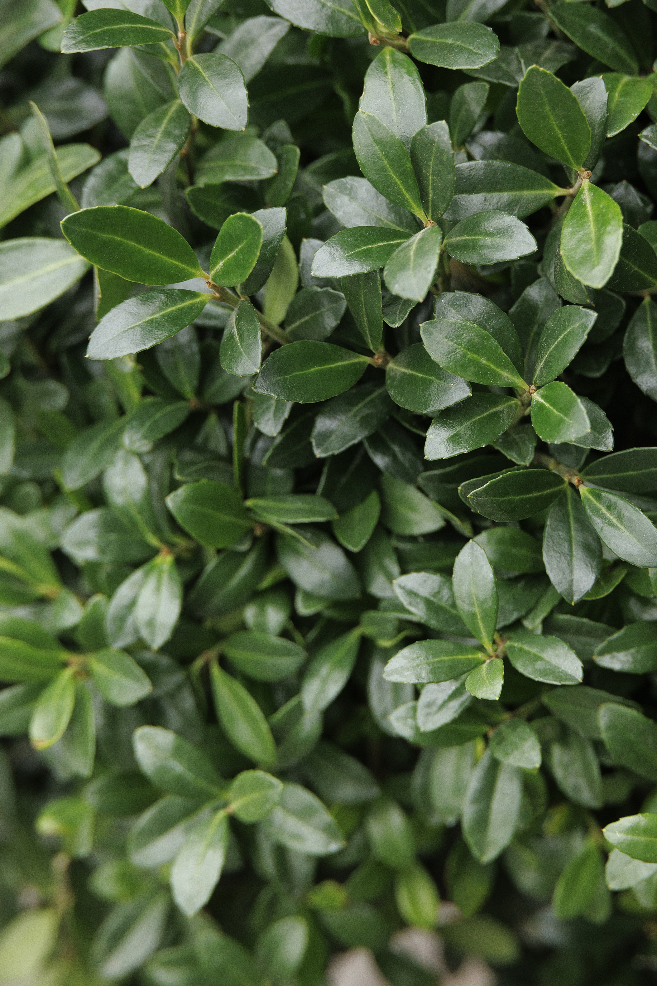 Luxus® Compact Japanese Holly, Ilex crenata 'Annys5' PP #29,992
