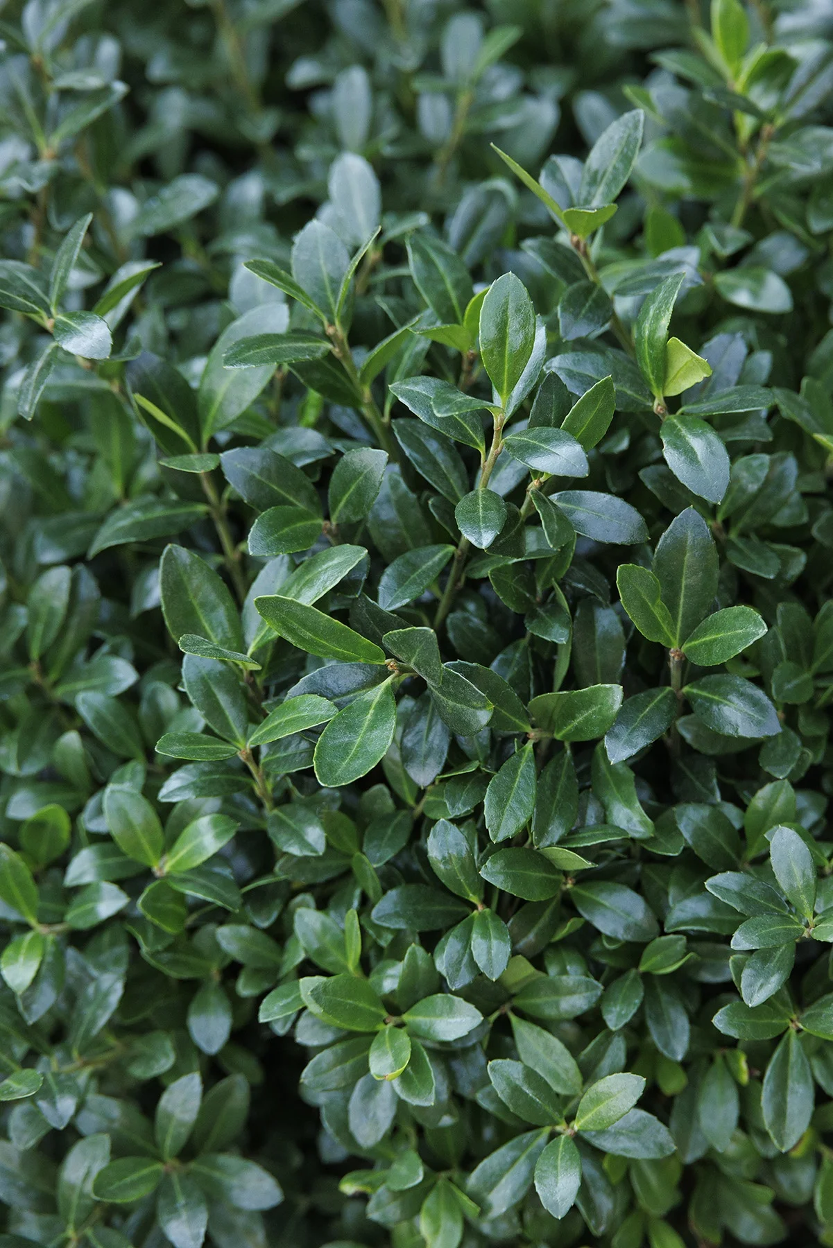 © Monrovia by Doreen Wynja