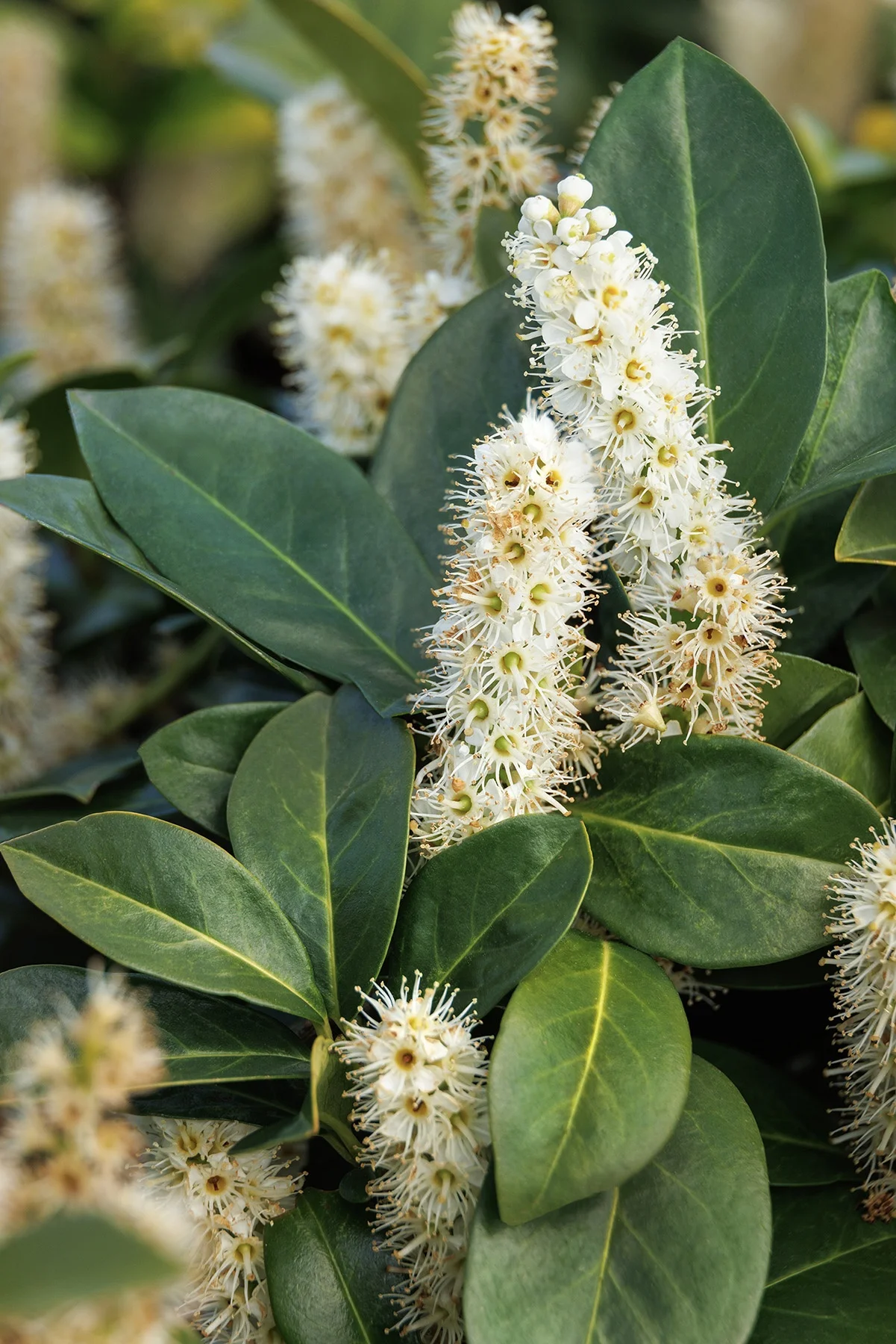 © Monrovia by Doreen Wynja