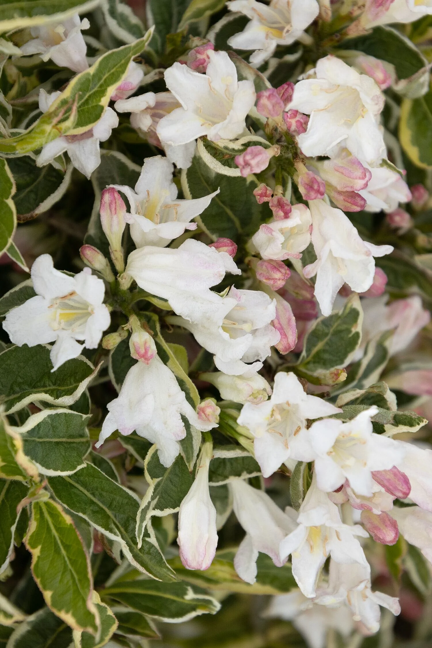 Monrovia Weigela - Thumbnail 2
