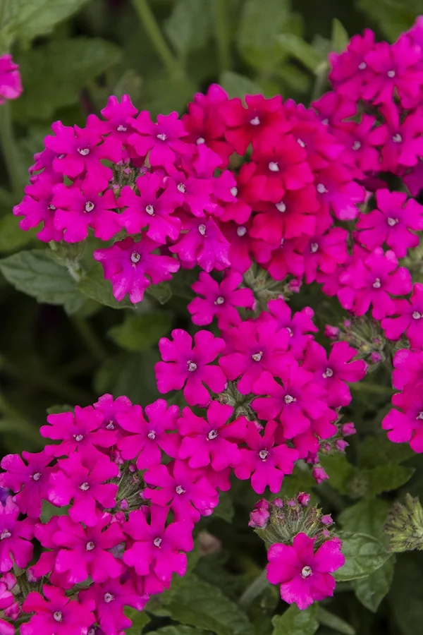 ©Monrovia, by Doreen Wynja