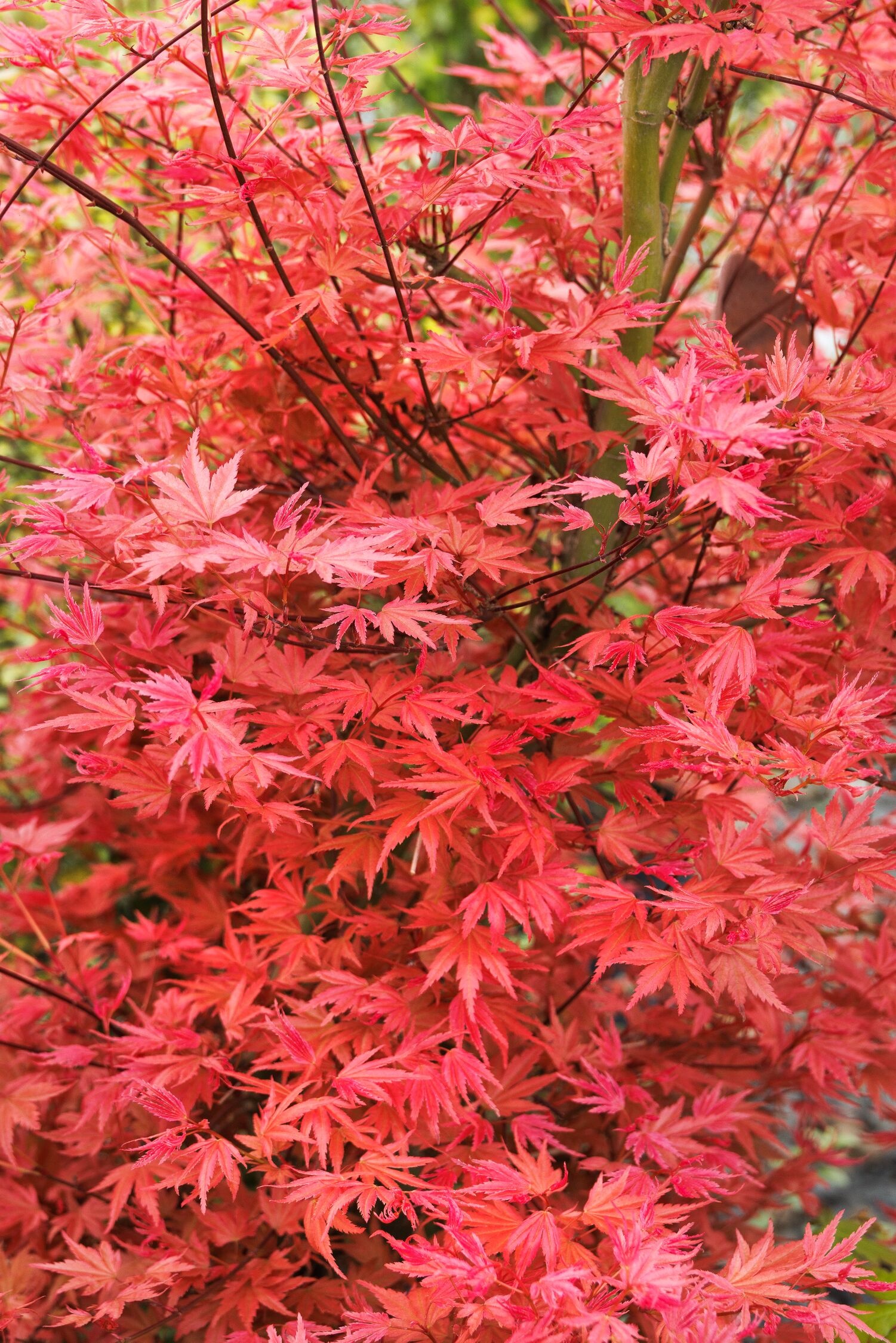 Butterscotch Japanese Maple, Acer palmatum 'JWW8' PP #30,090