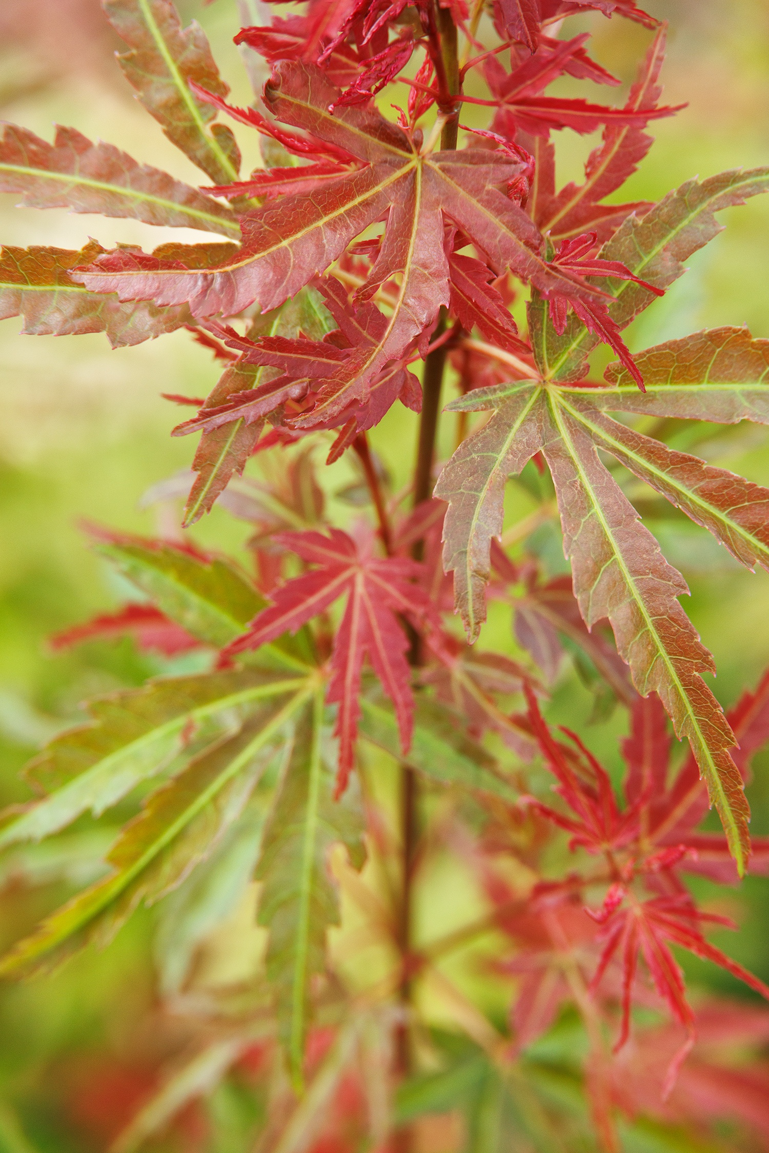 Butterscotch Japanese Maple, Acer palmatum 'JWW8' PP #30,090