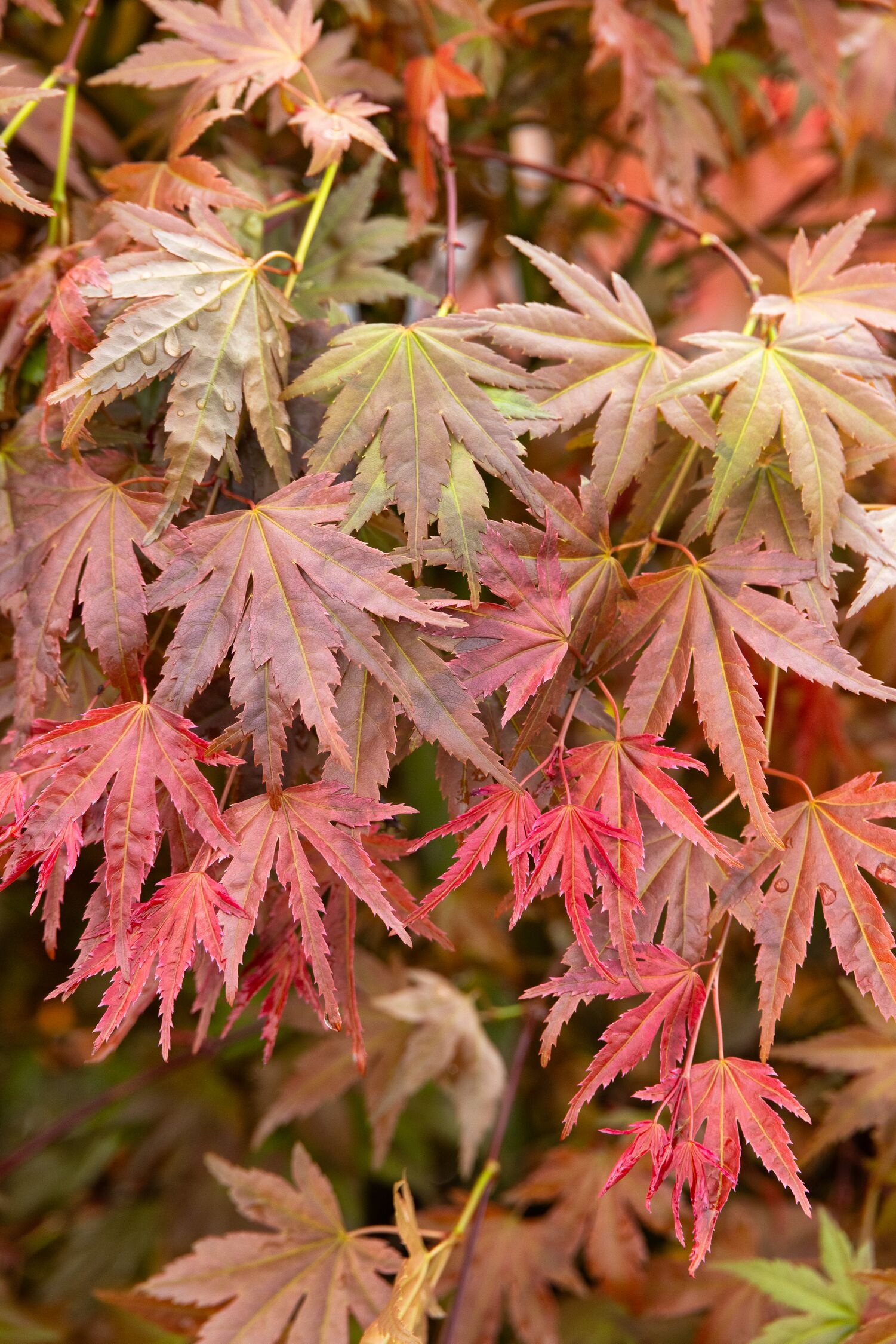 Butterscotch Japanese Maple, Acer palmatum 'JWW8' PP #30,090