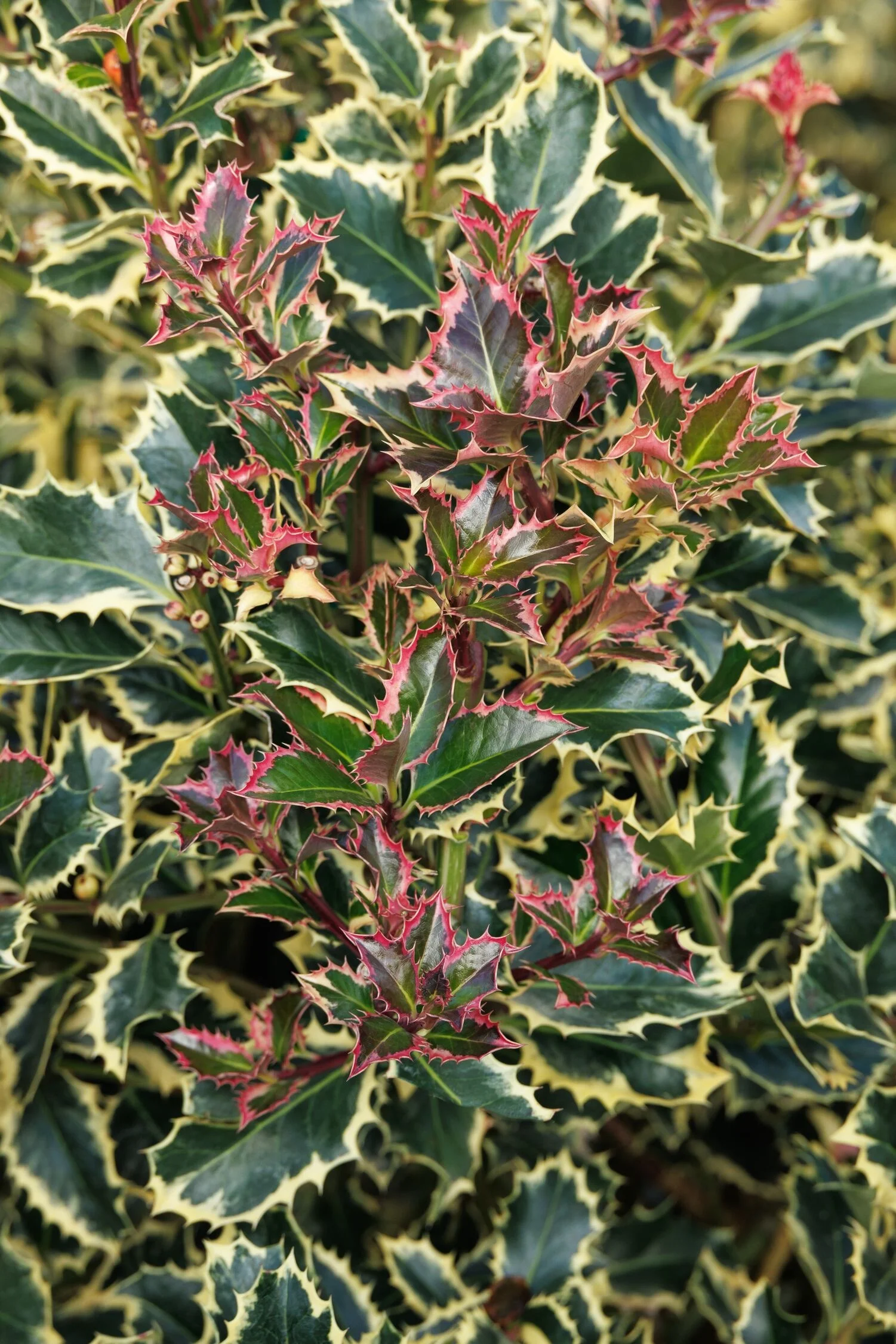 © Monrovia by Doreen Wynja