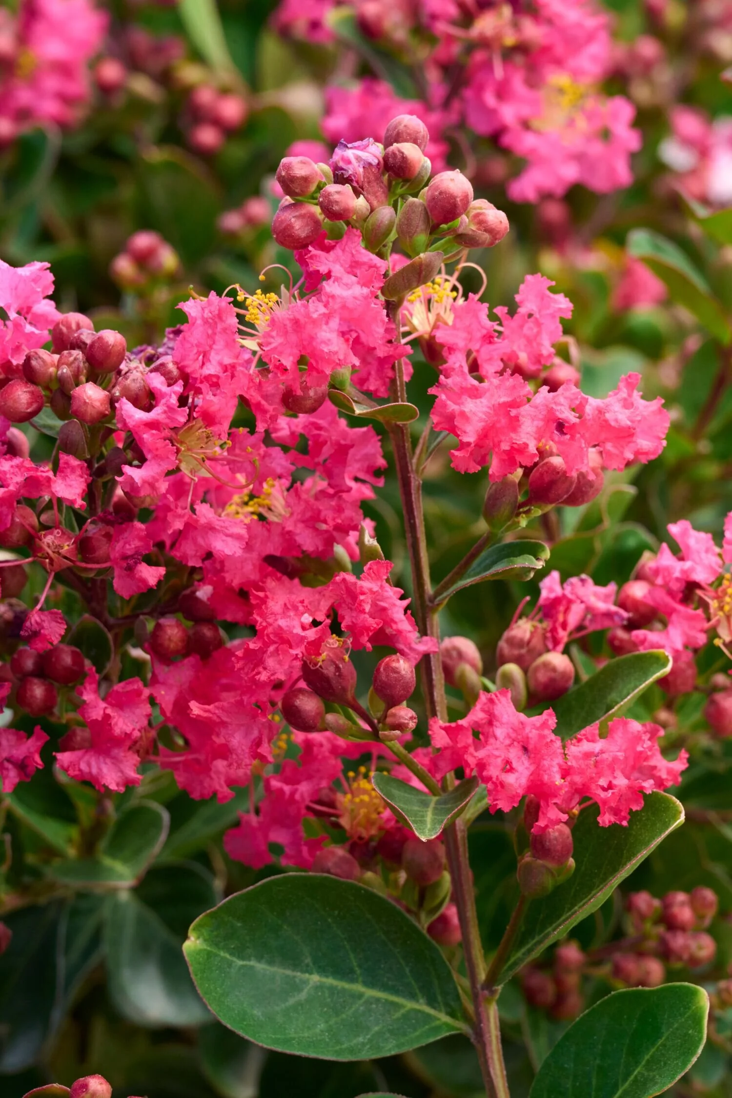 Bellini® Raspberry Crape Myrtle, Monrovia Plant