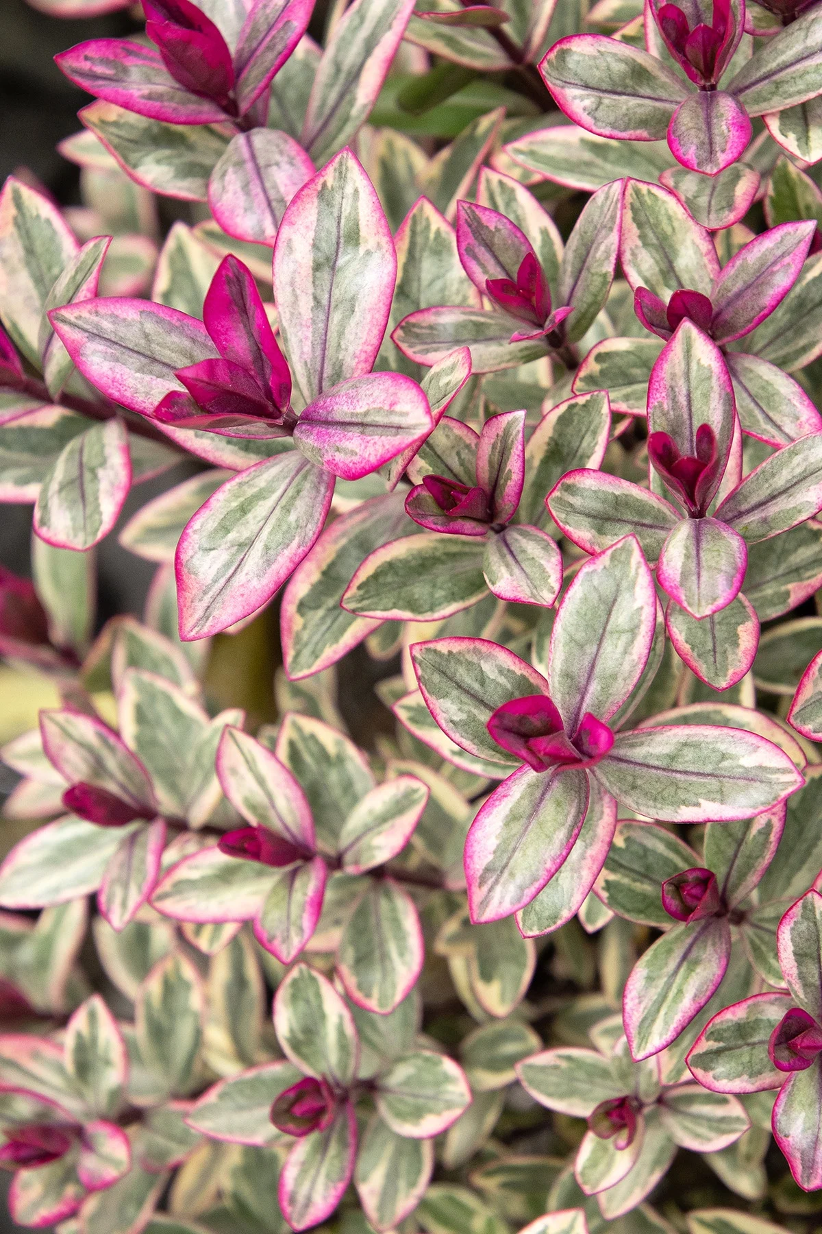 © Monrovia by Doreen Wynja