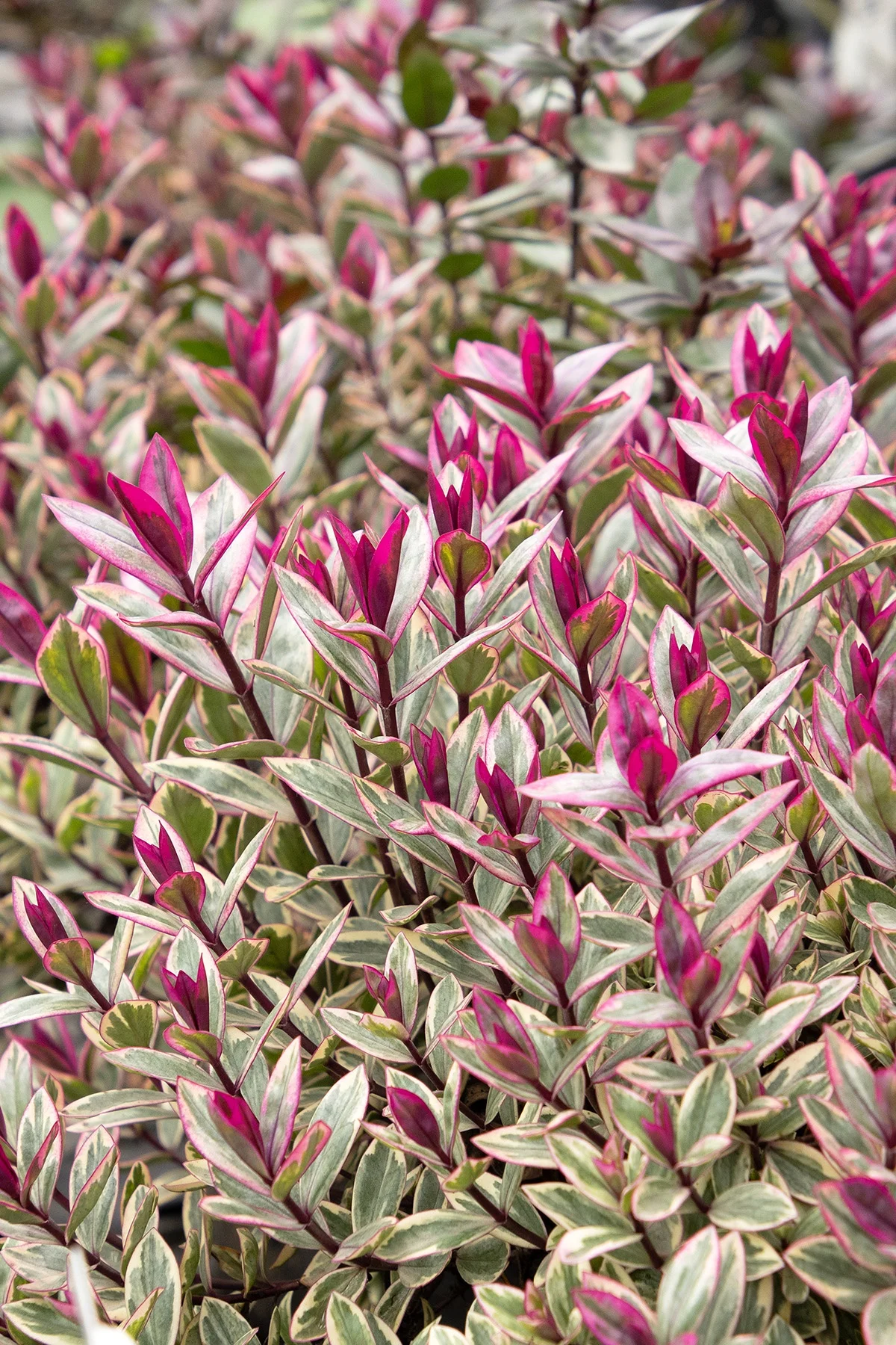 © Monrovia by Doreen Wynja