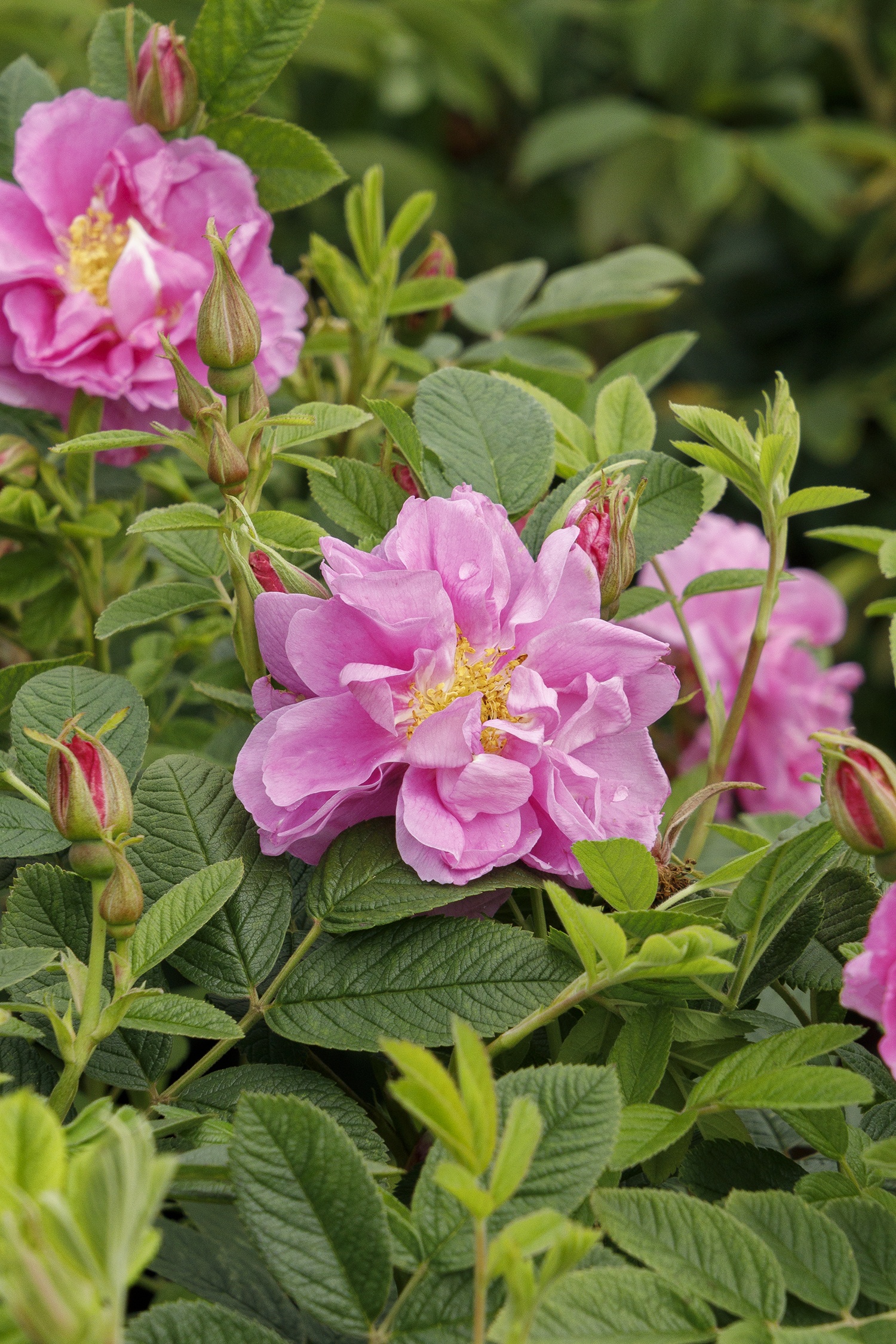 Seaside Swirl™ Pink Rugosa Rose, Rosa rugosa 'RUIRJ0078A' PPAF