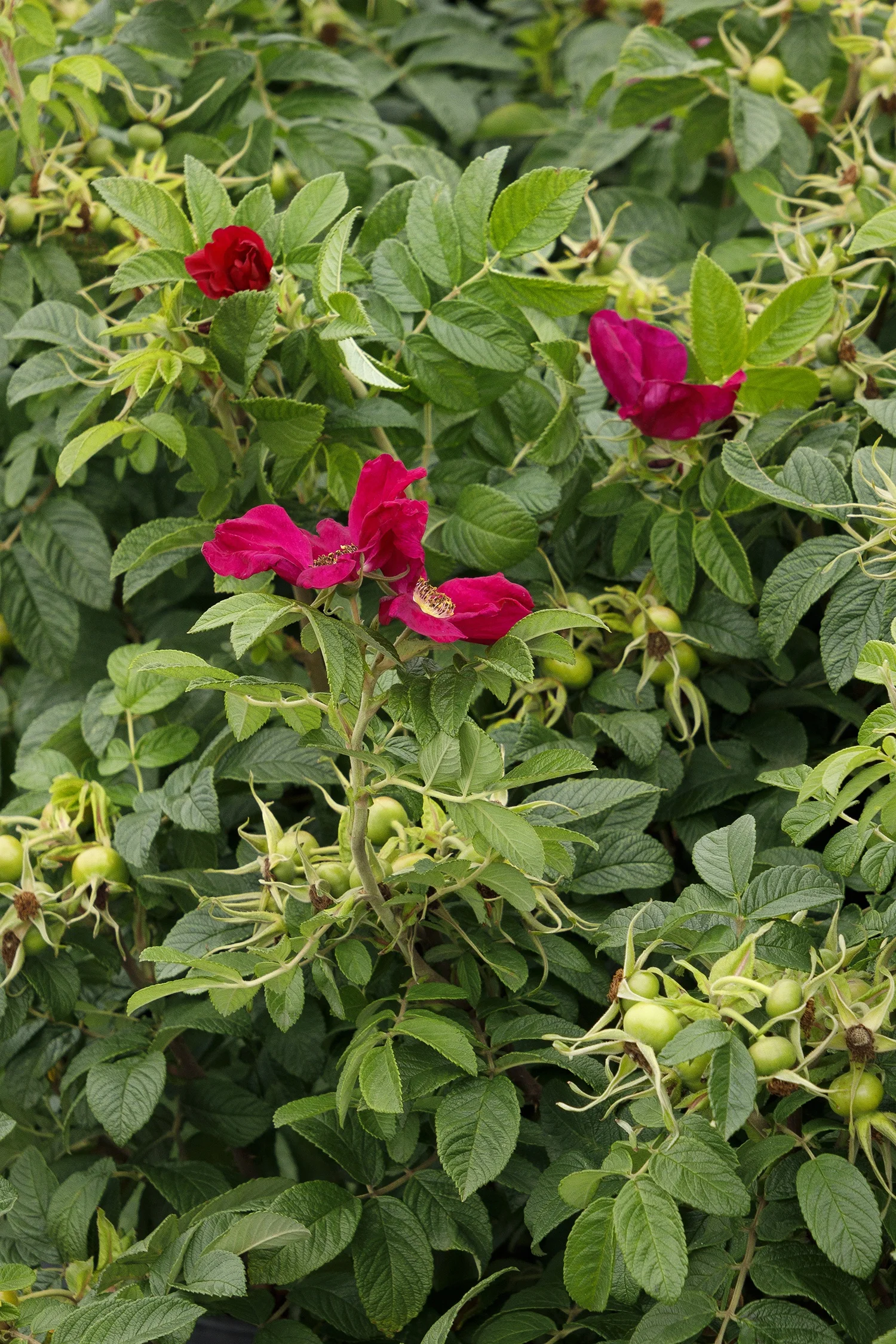 ©Monrovia by Doreen Wynja 