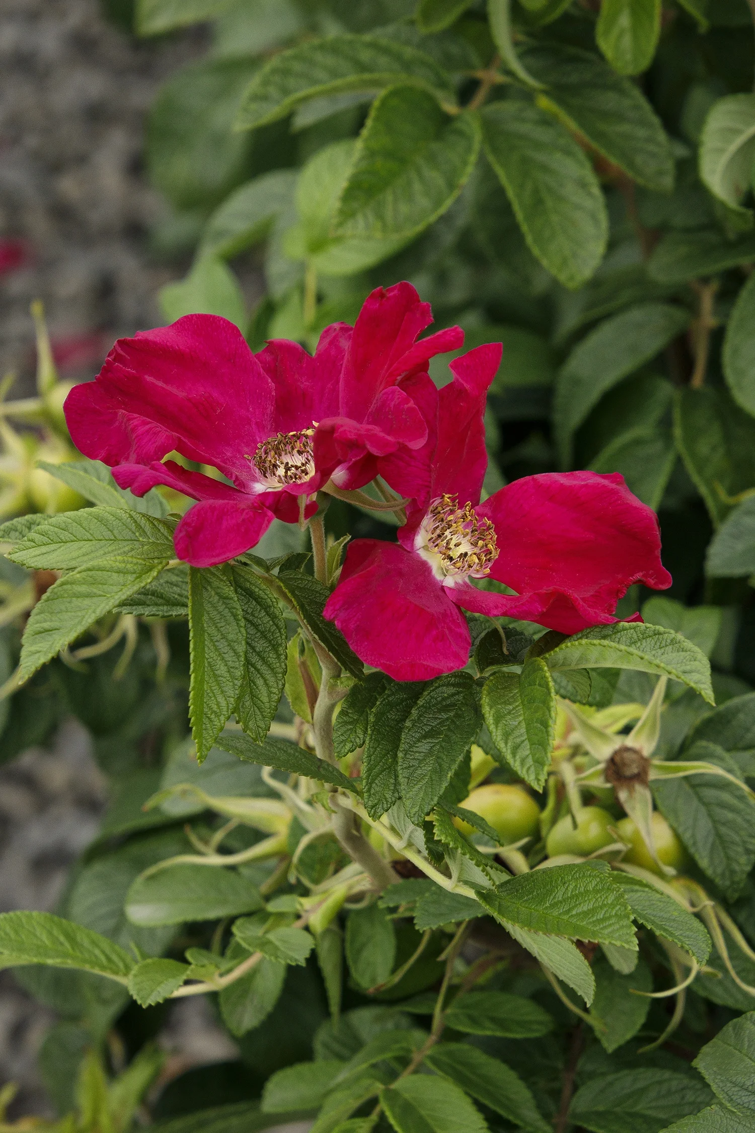 ©Monrovia by Doreen Wynja 