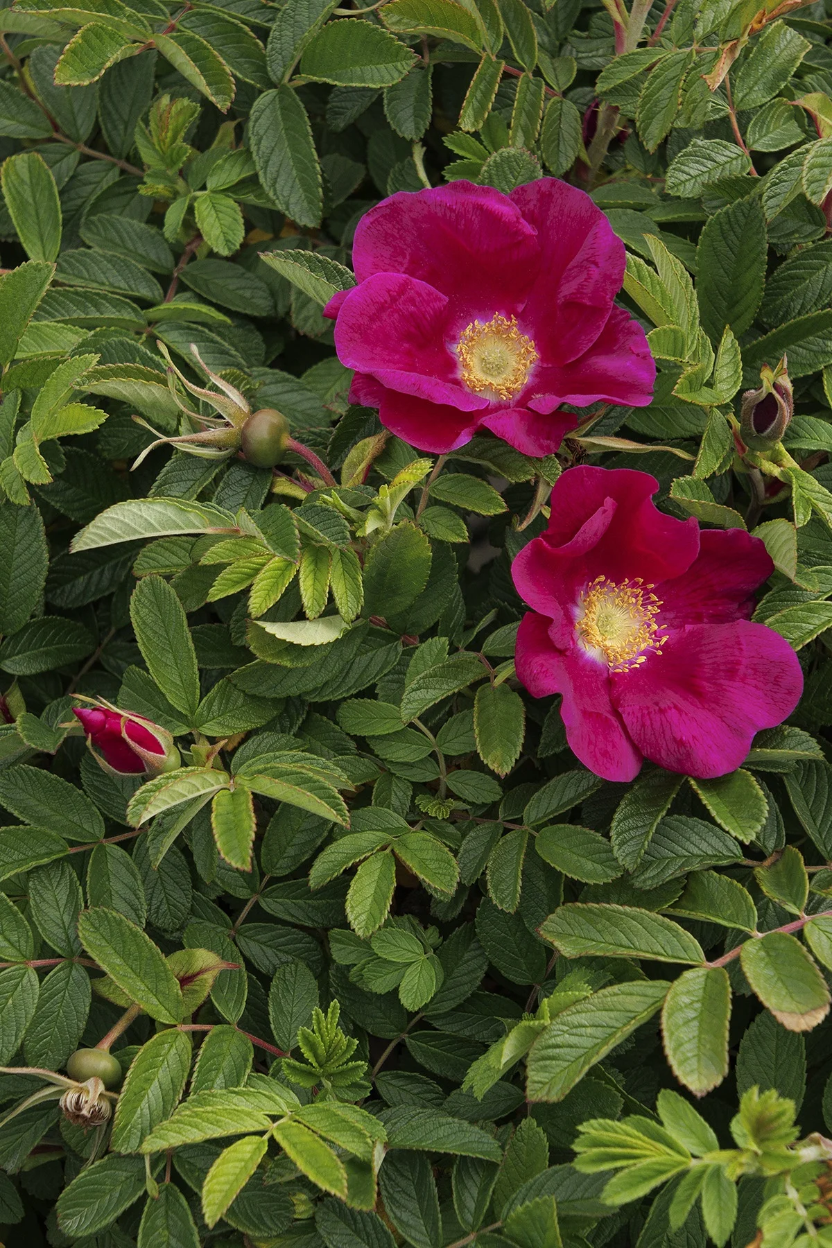 ©Monrovia, by Doreen Wynja