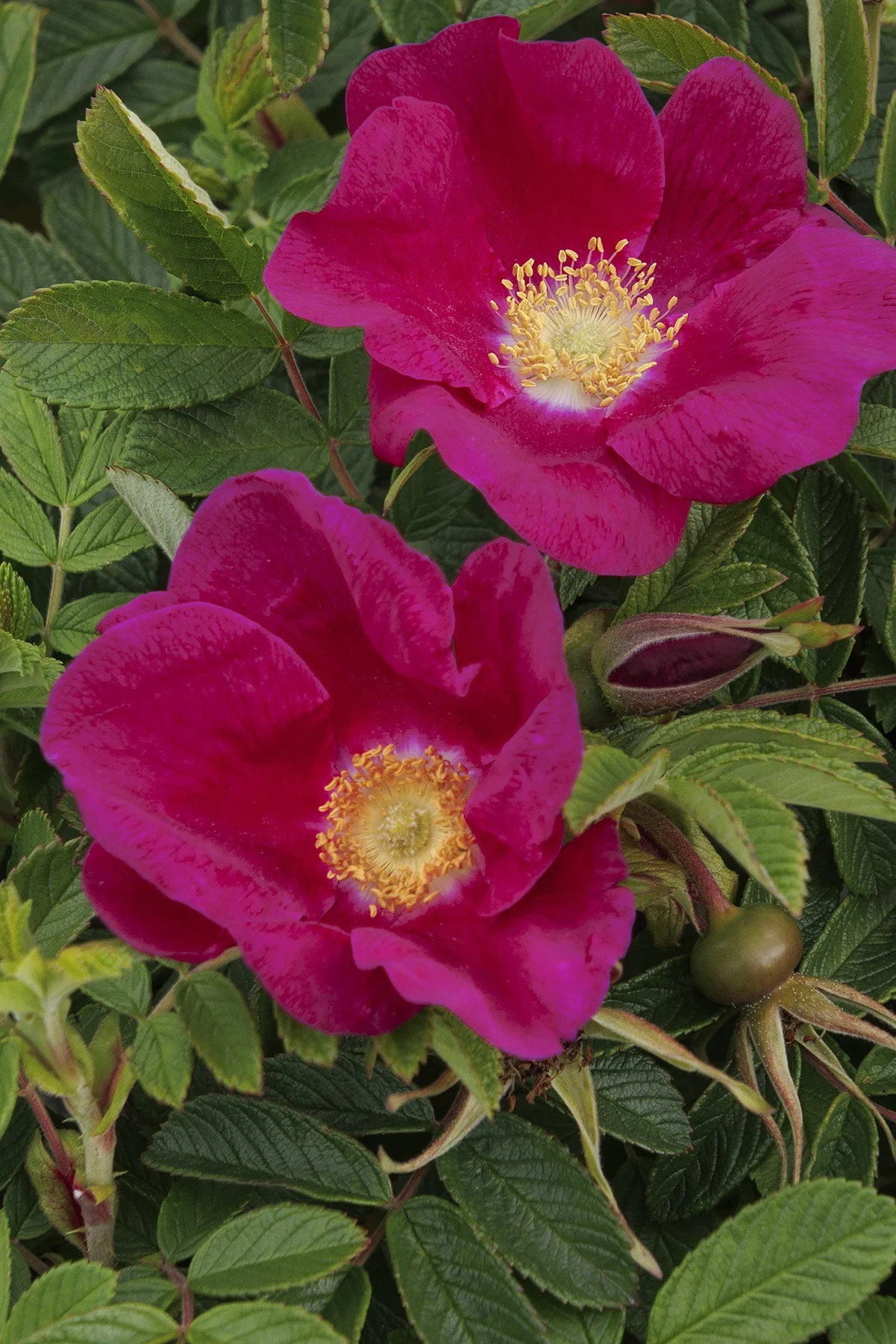 ©Monrovia, by Doreen Wynja